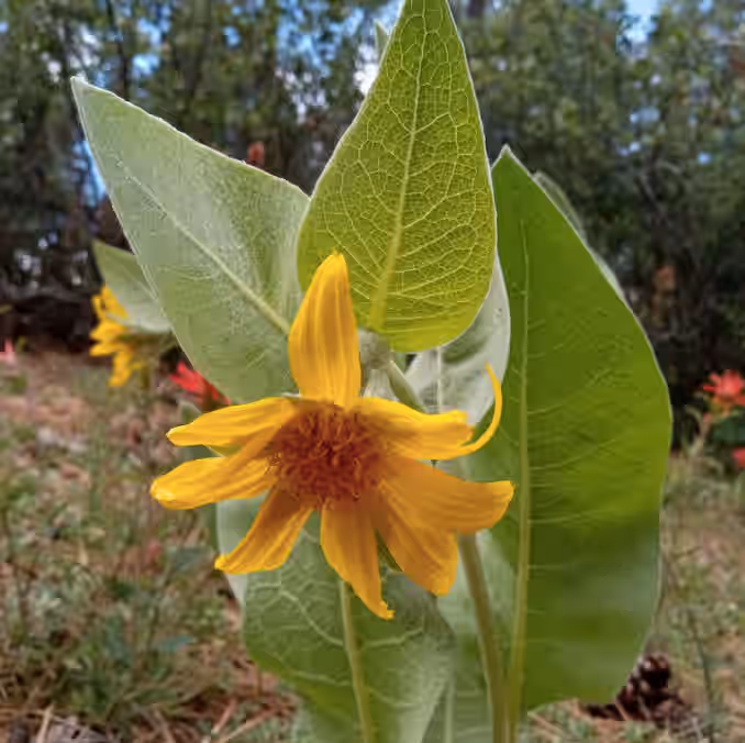 Mule's Ear Seeds