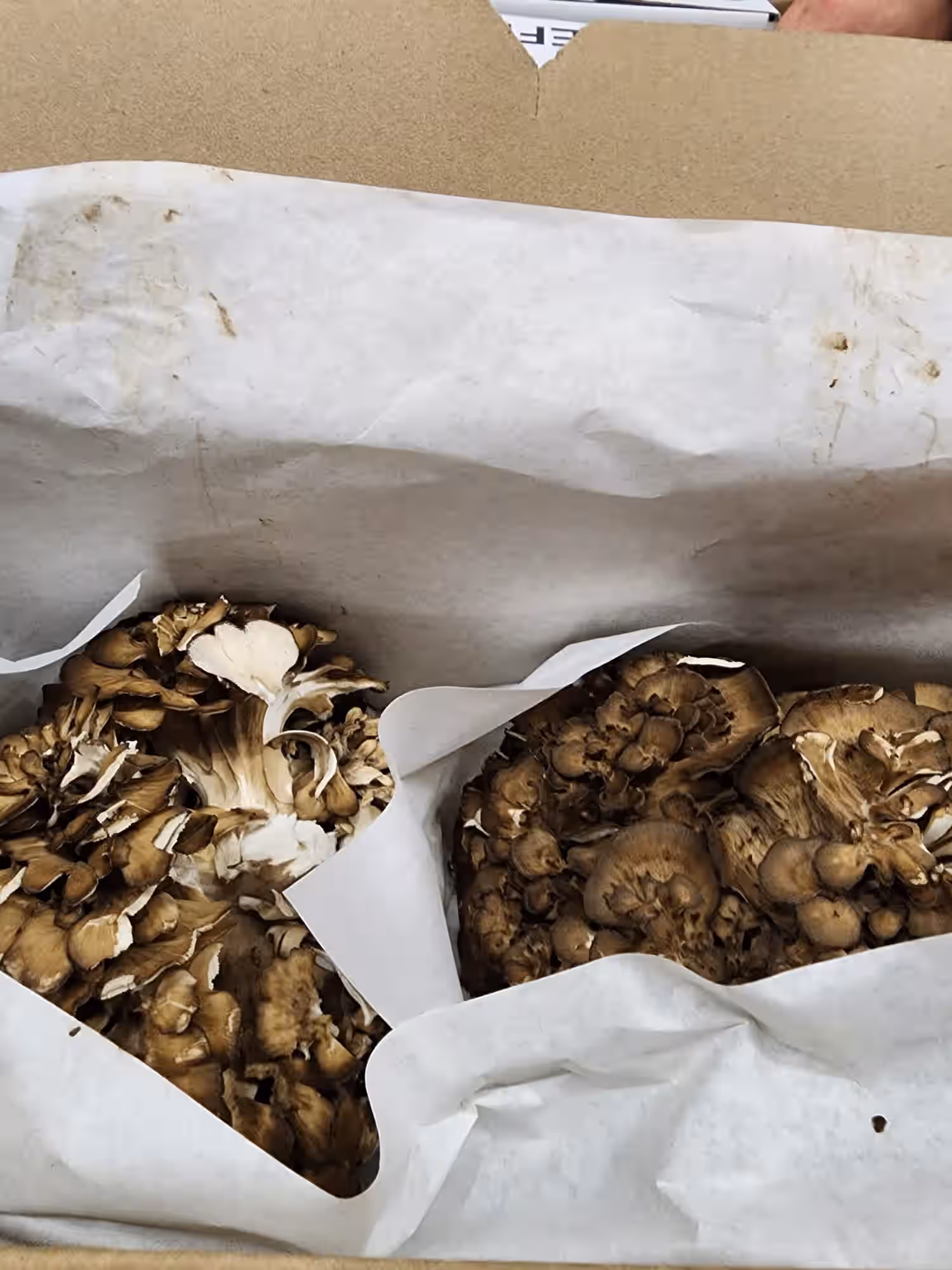 FRESH MAITAKE MUSHROOMS (HEN OF THE WOODS) ORGANIC 3 LB