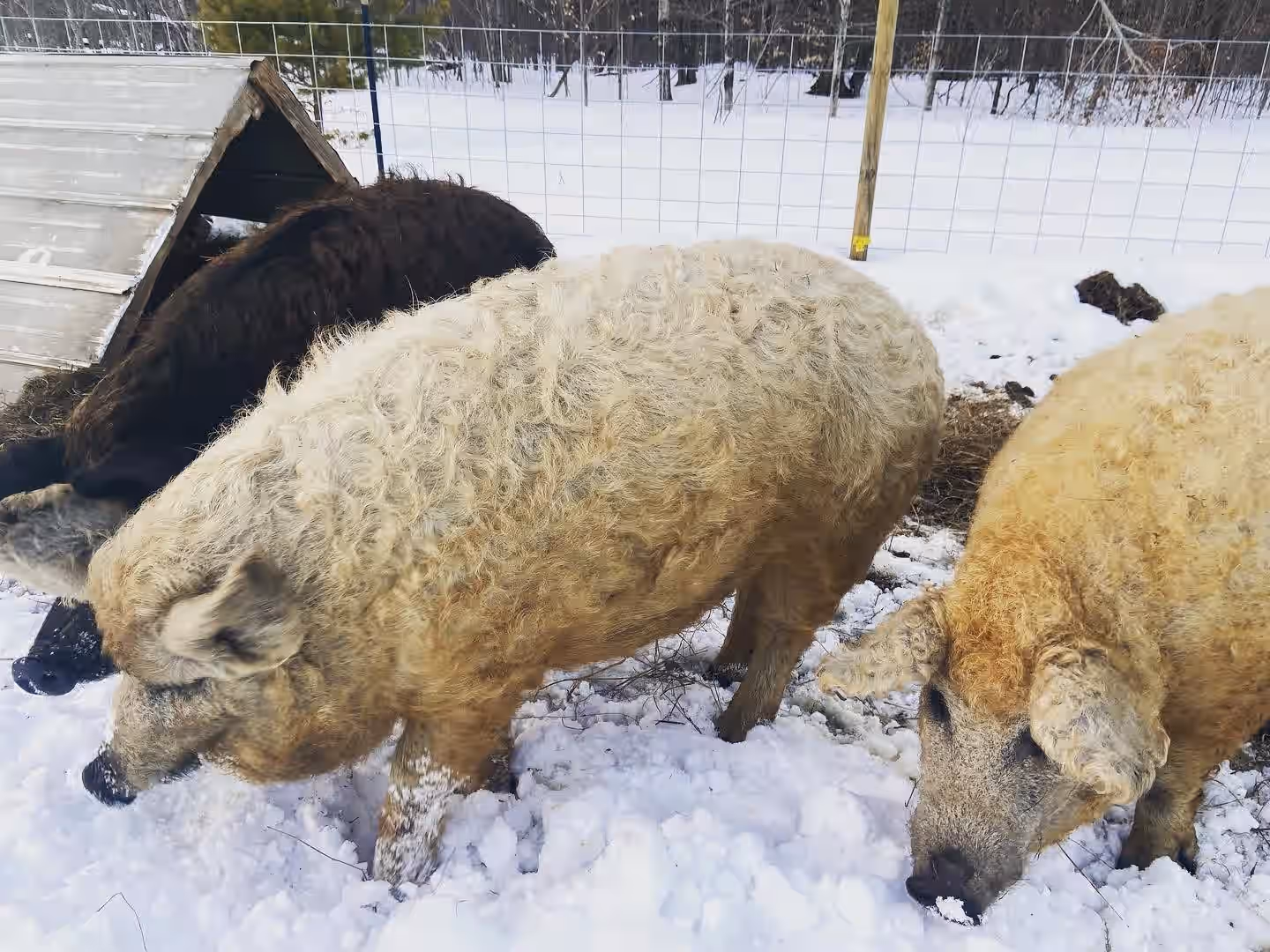 üê∑ Discover Unrivaled Flavor with Half & Full Mangalitsa Pigs! üê∑