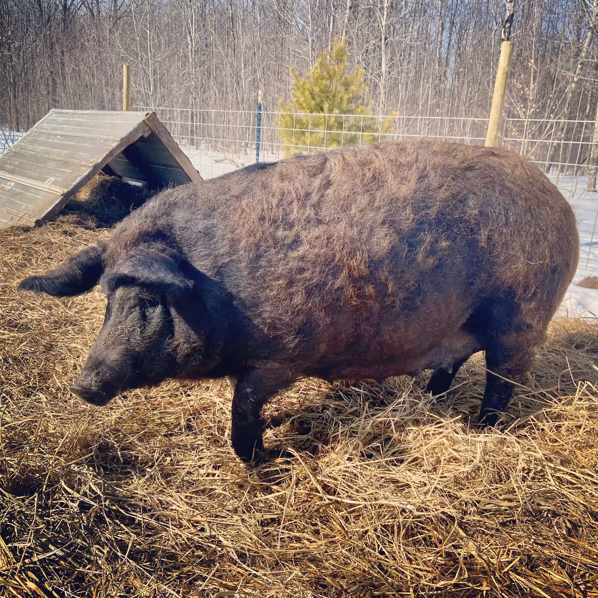 üê∑ Discover Unrivaled Flavor with Half & Full Mangalitsa Pigs! üê∑