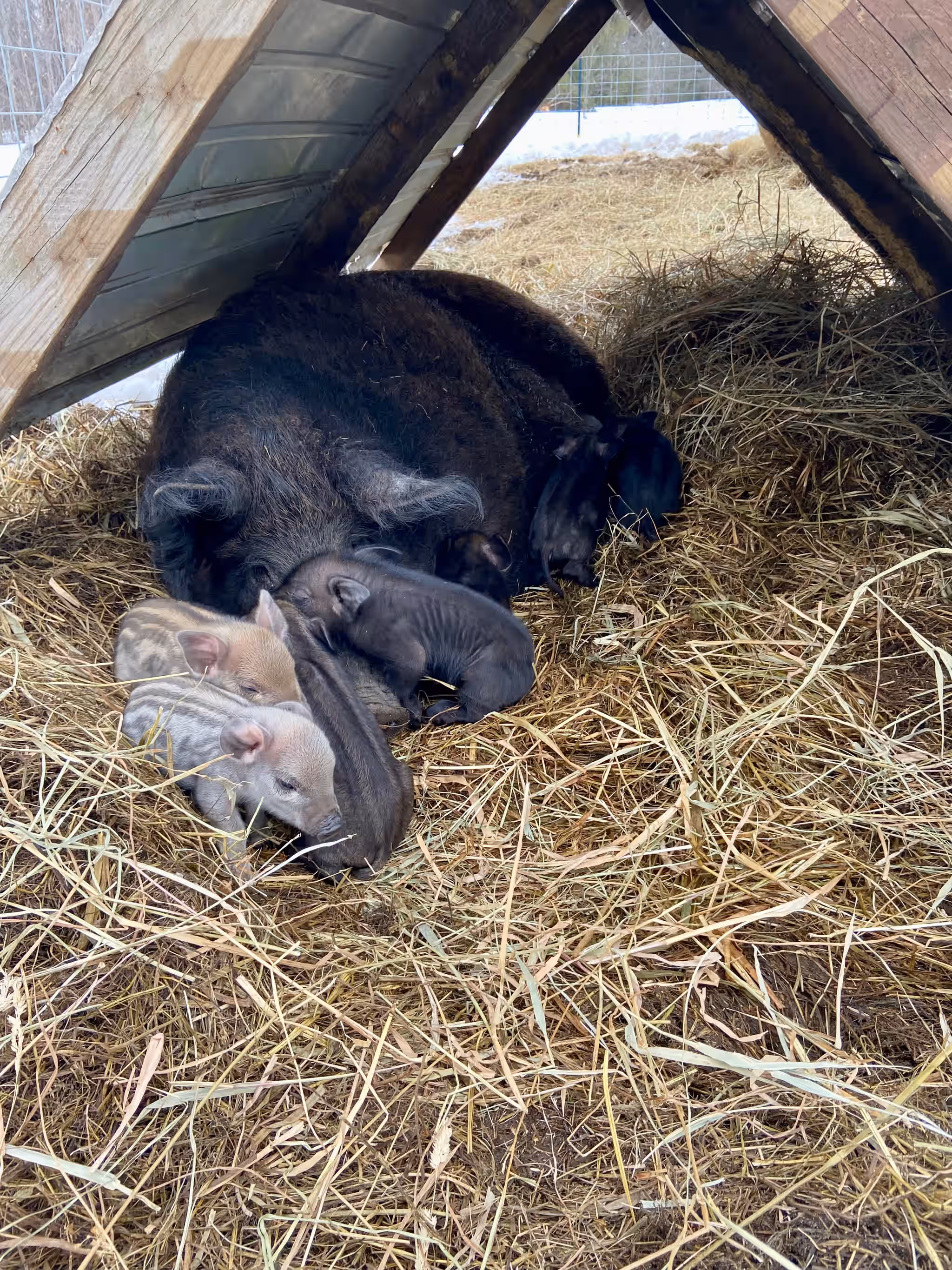üê∑ Discover Unrivaled Flavor with Half & Full Mangalitsa Pigs! üê∑