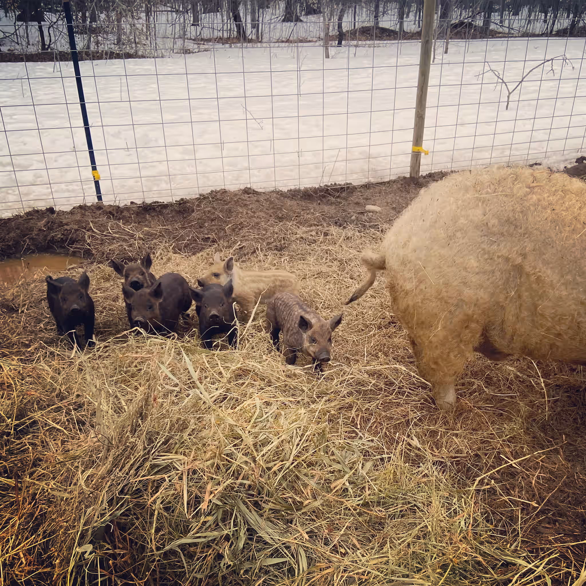 üê∑ Discover Unrivaled Flavor with Half & Full Mangalitsa Pigs! üê∑