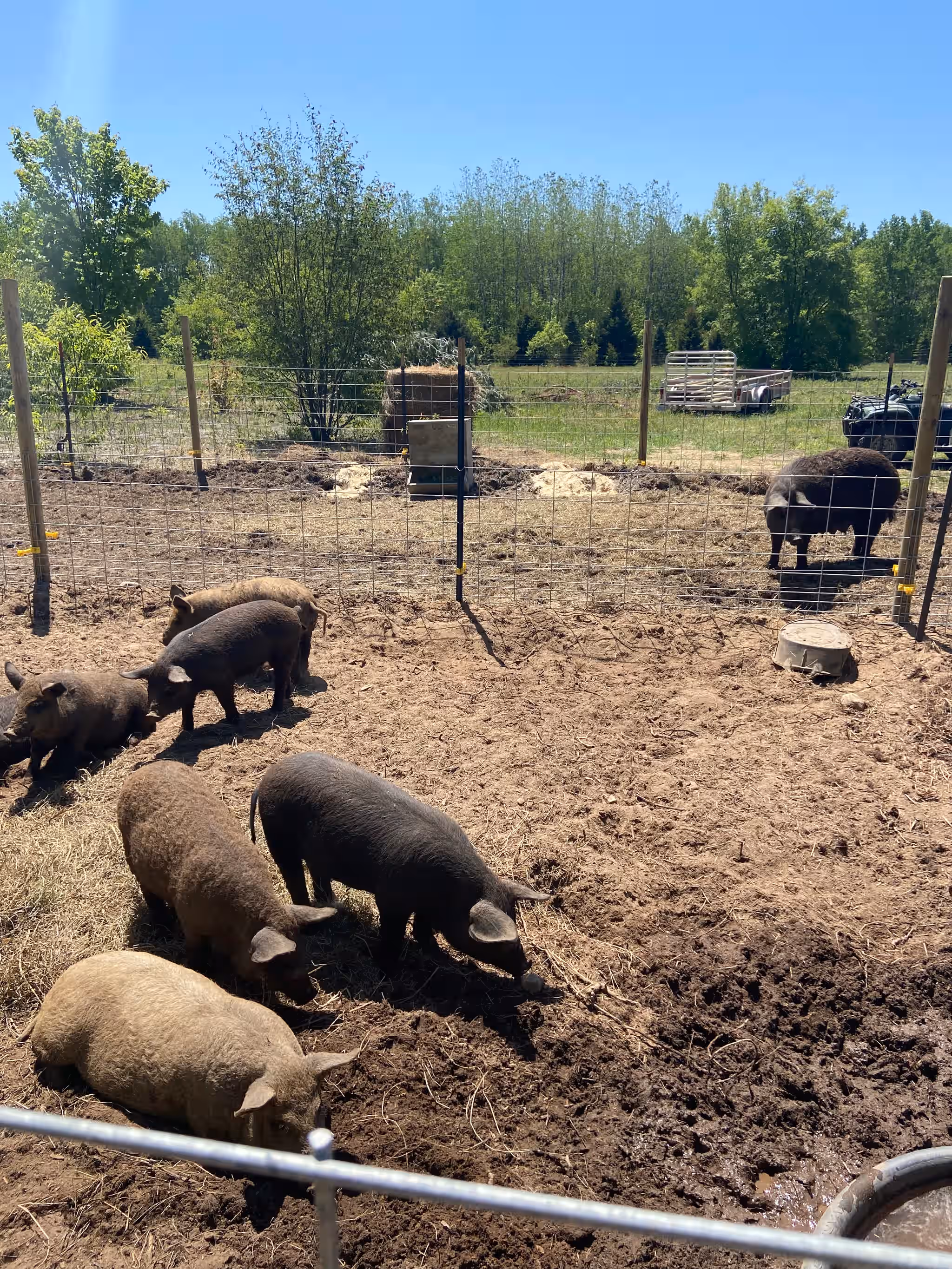 üê∑ Discover Unrivaled Flavor with Half & Full Mangalitsa Pigs! üê∑