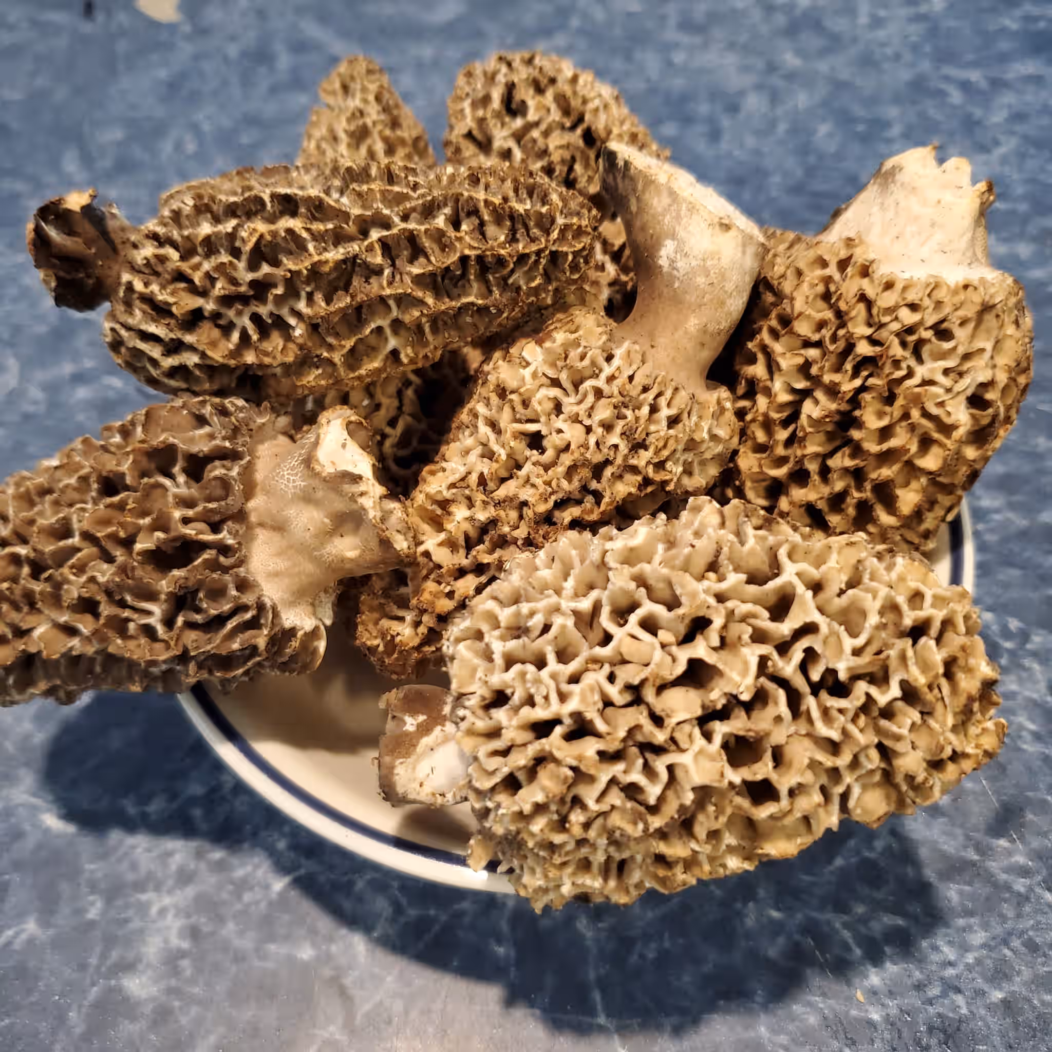 Fresh Gray Morel Mushrooms