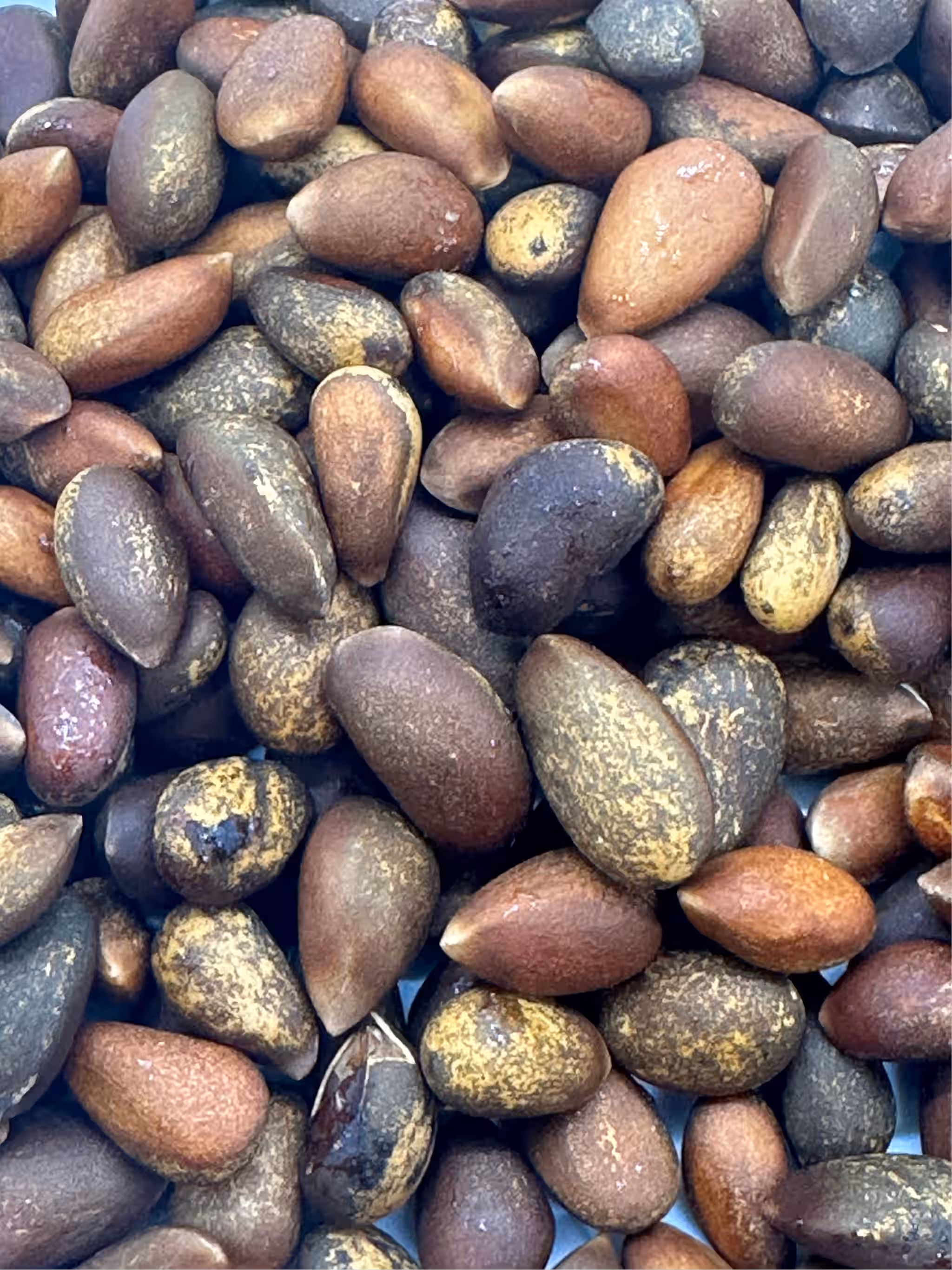 In-Shell Pinon Nuts 3 oz