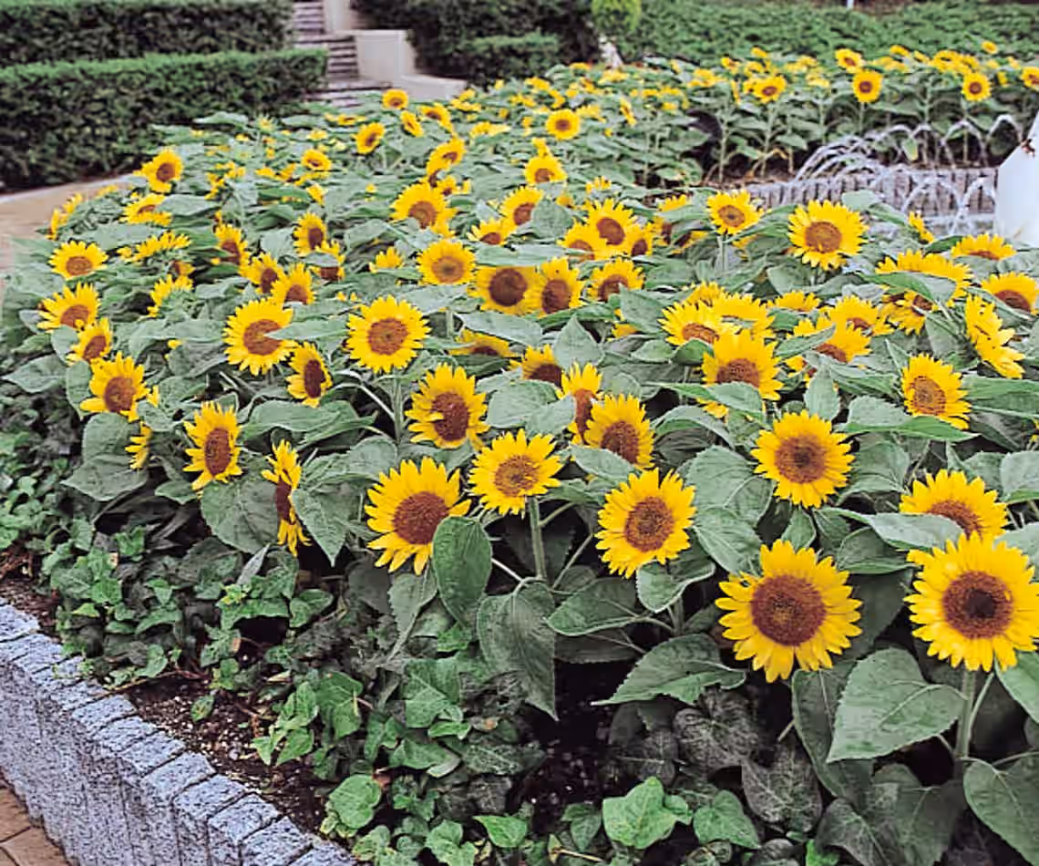 Big Smile Dwarf Sunflower Flowers Premium Seed Packet