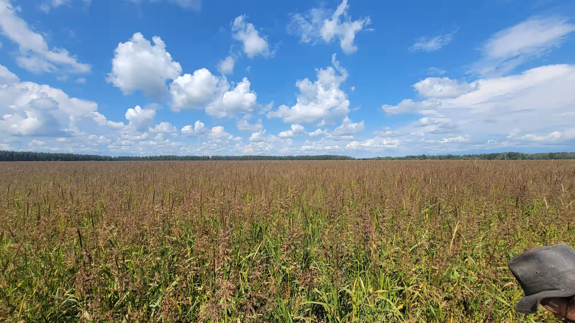 100% Organic Minnesota Paddy Wild Rice