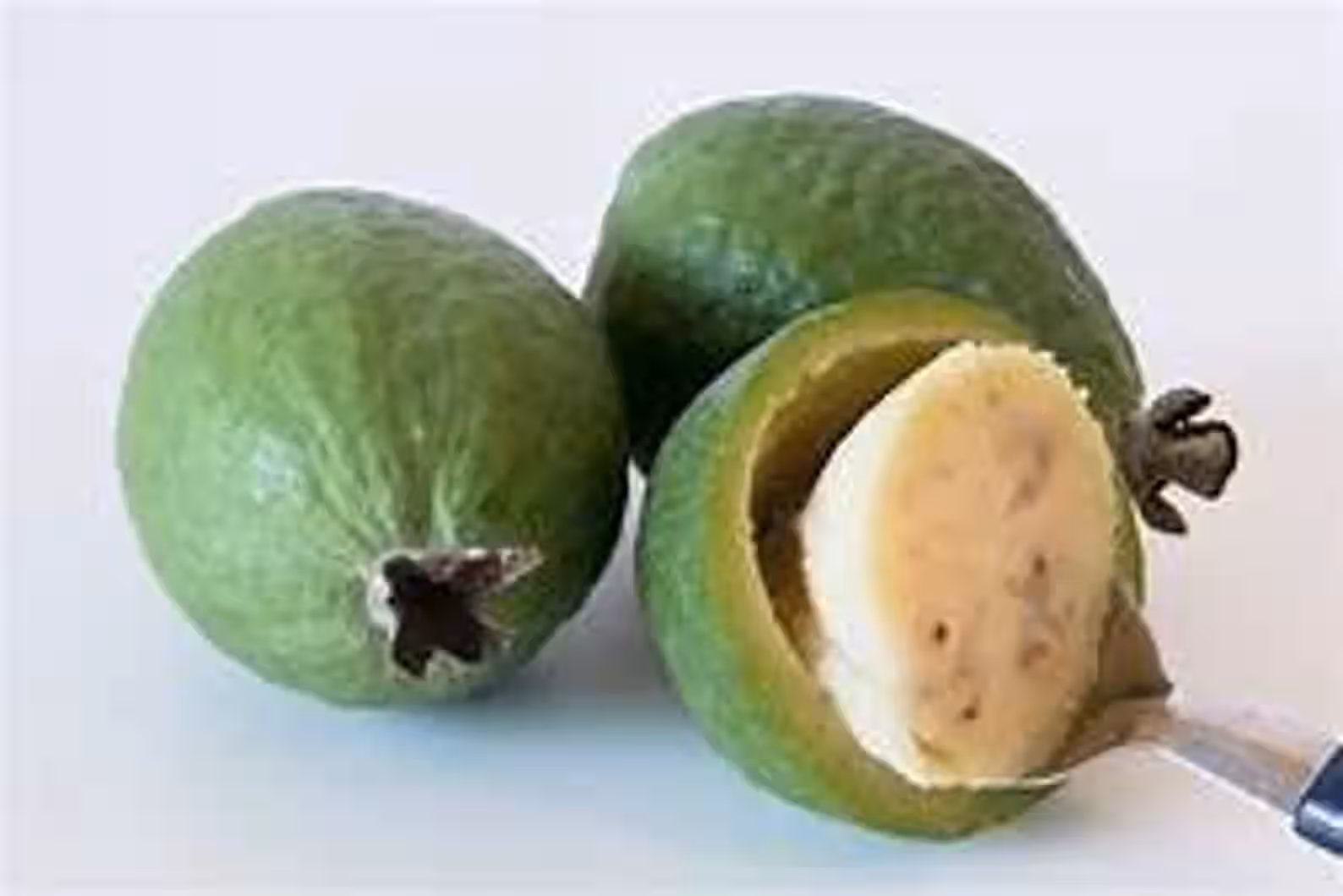 4 Pineapple Guava Plants Acca sellowiana