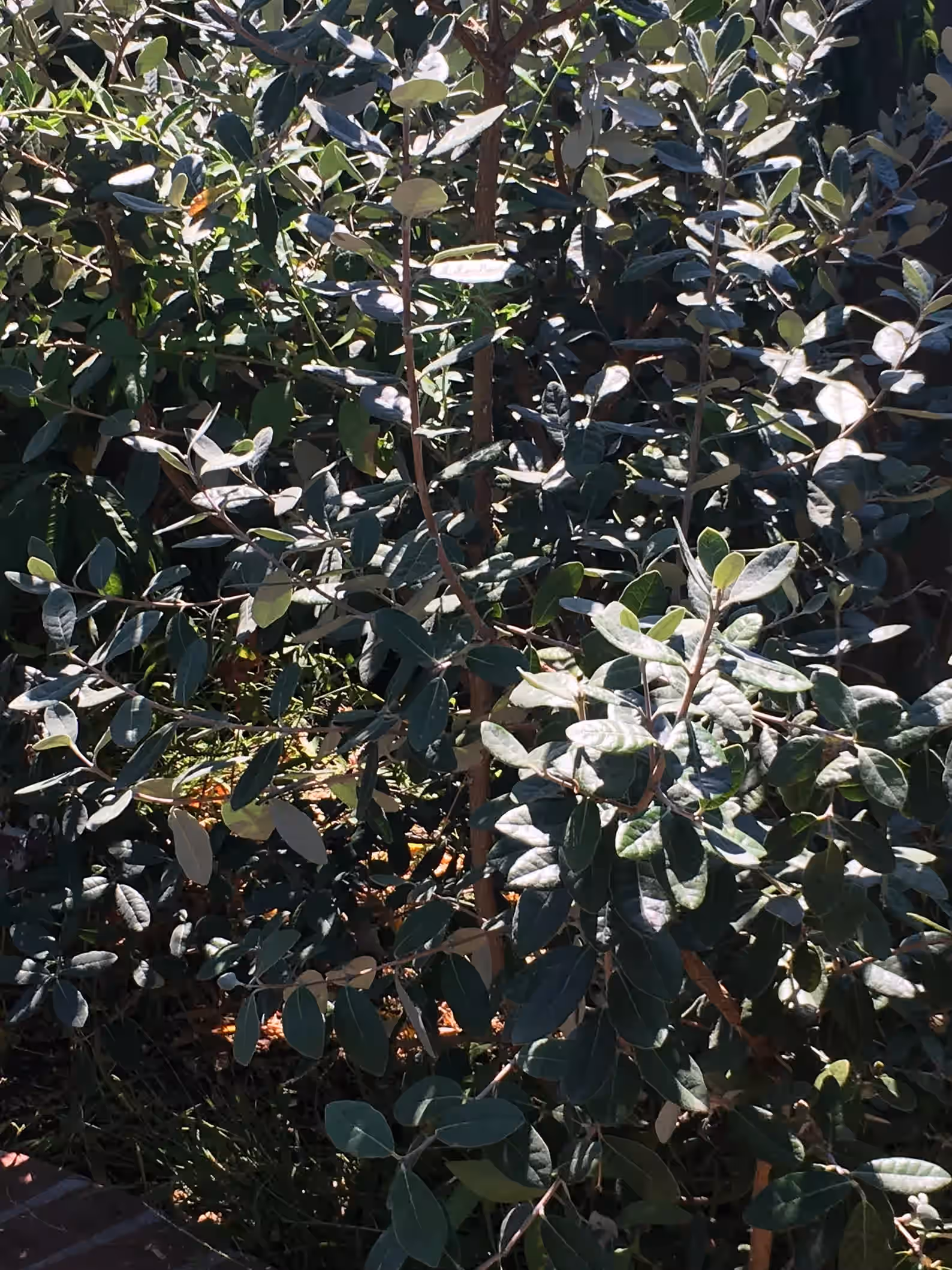 4 Pineapple Guava Plants Acca sellowiana