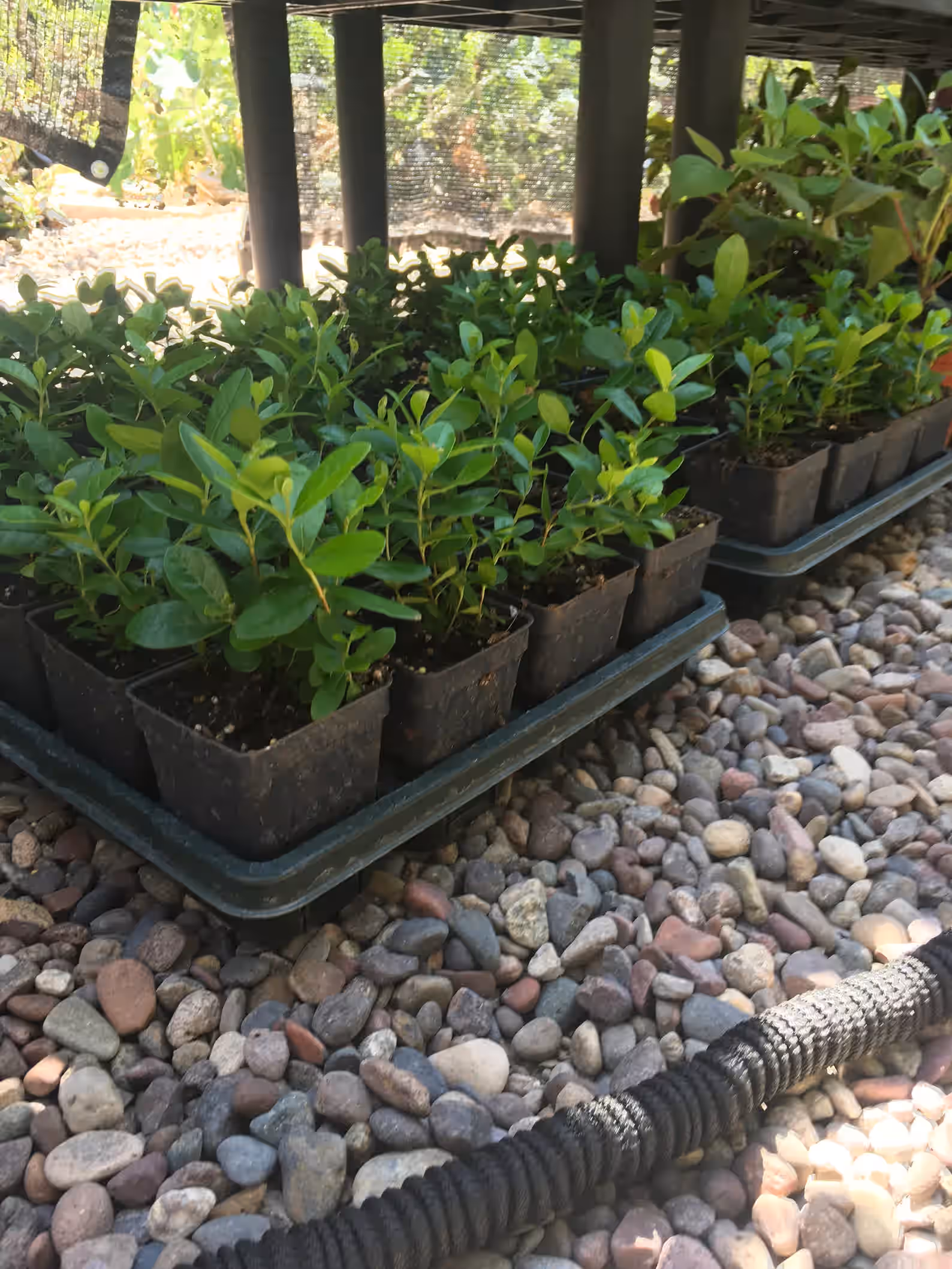 4 Pineapple Guava Plants Acca sellowiana