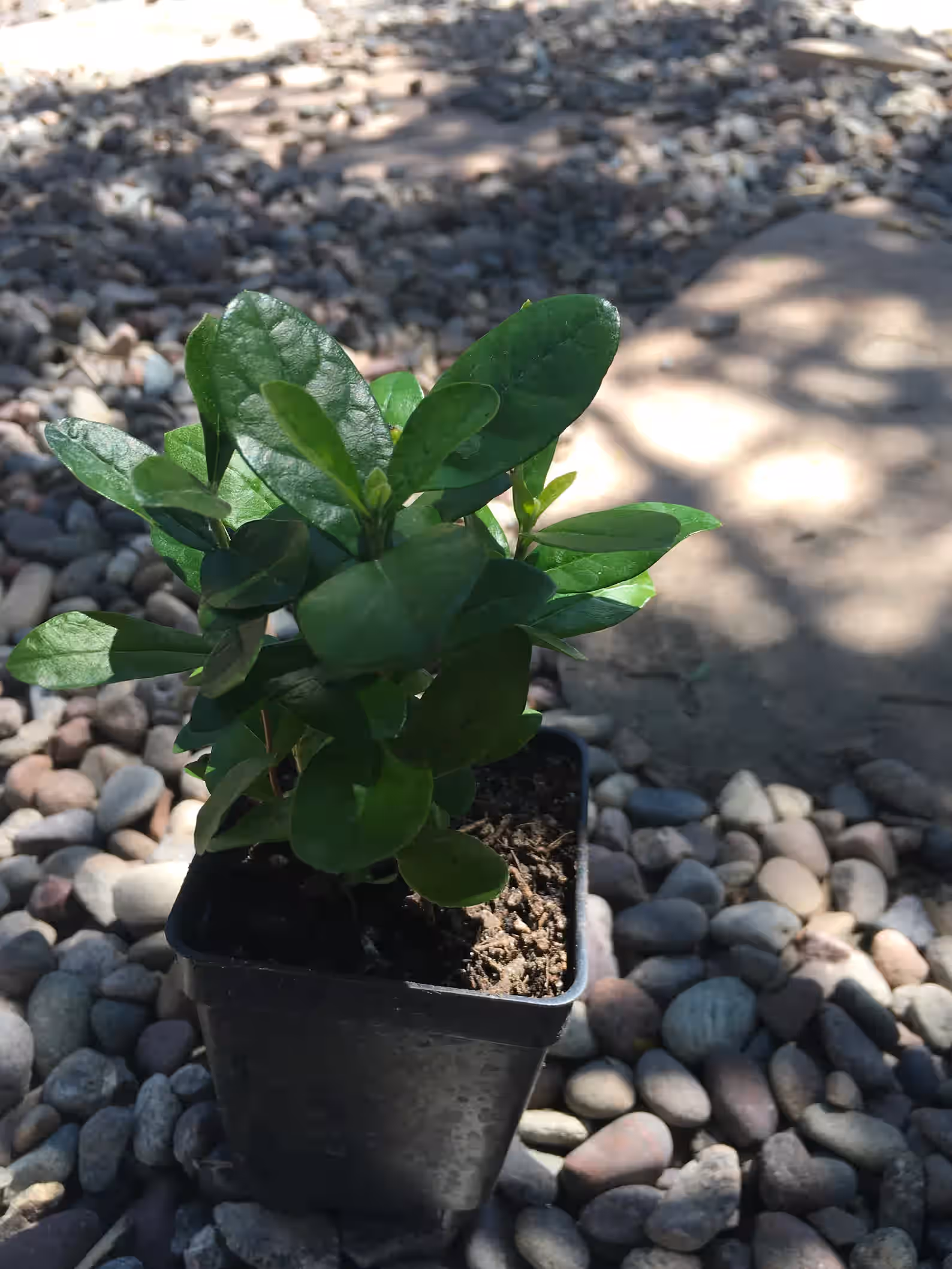 4 Pineapple Guava Plants Acca sellowiana
