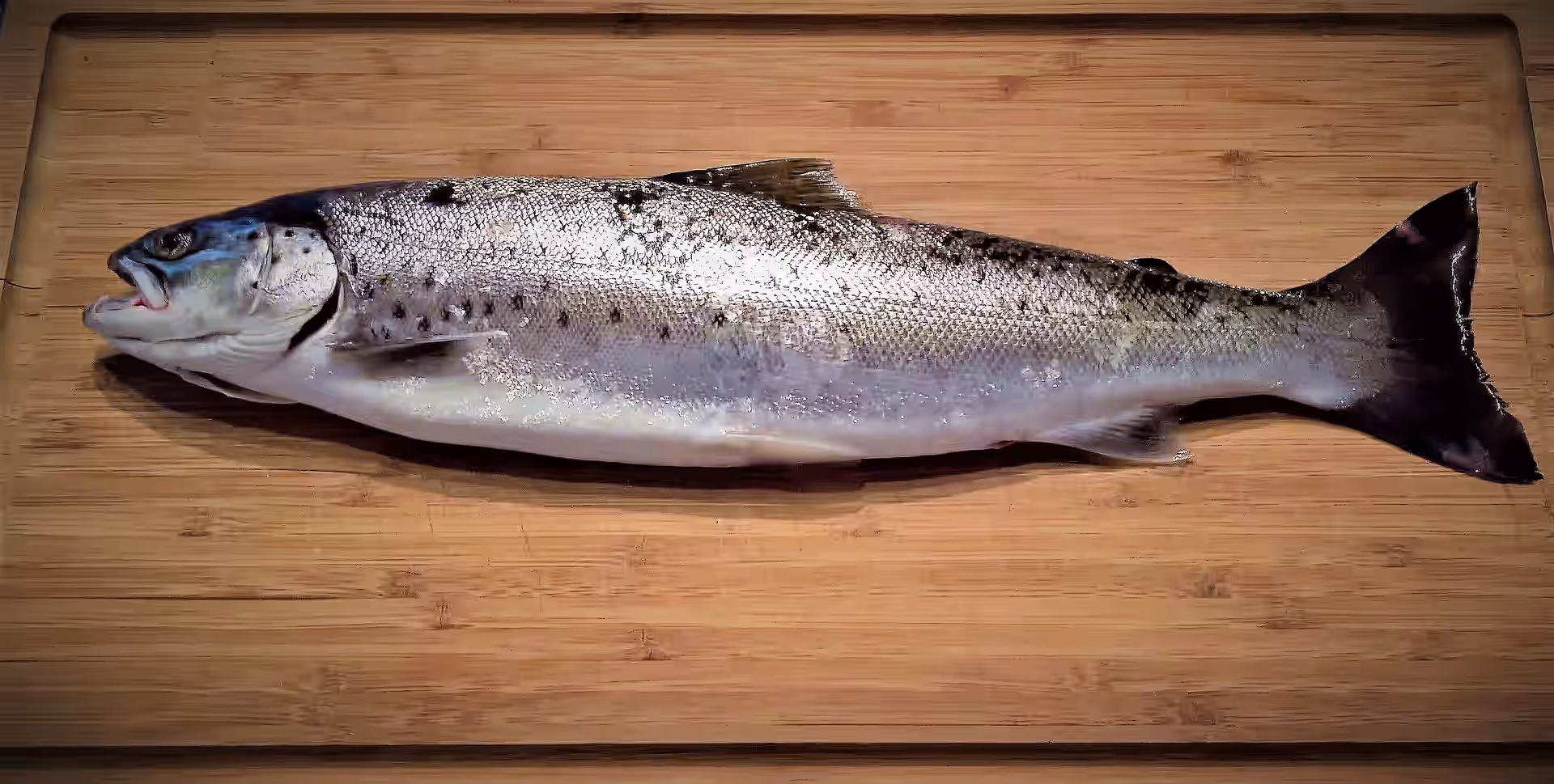 Flash Frozen Fresh Montana Trout