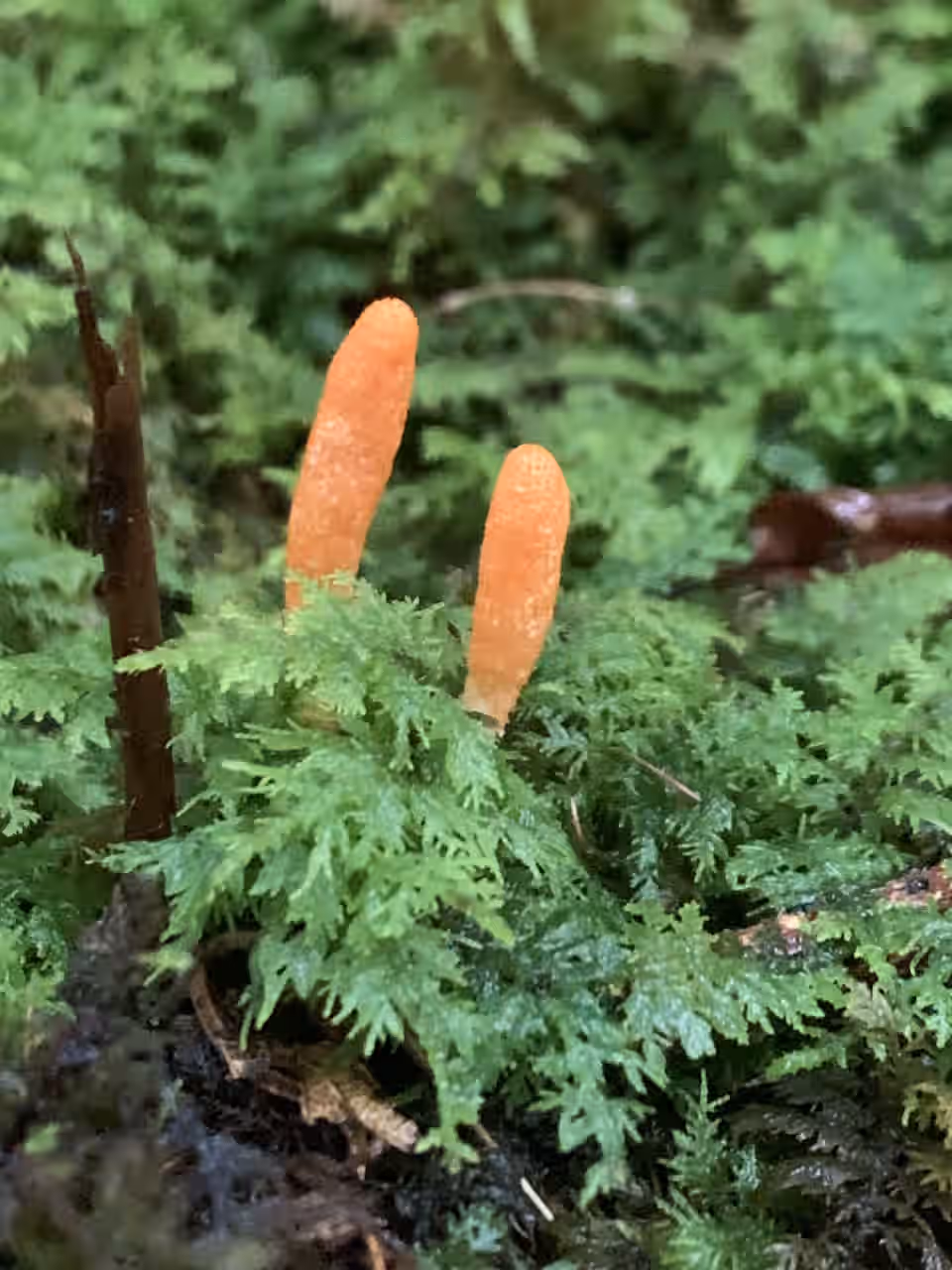 Double Extracted Cordyceps Tincture