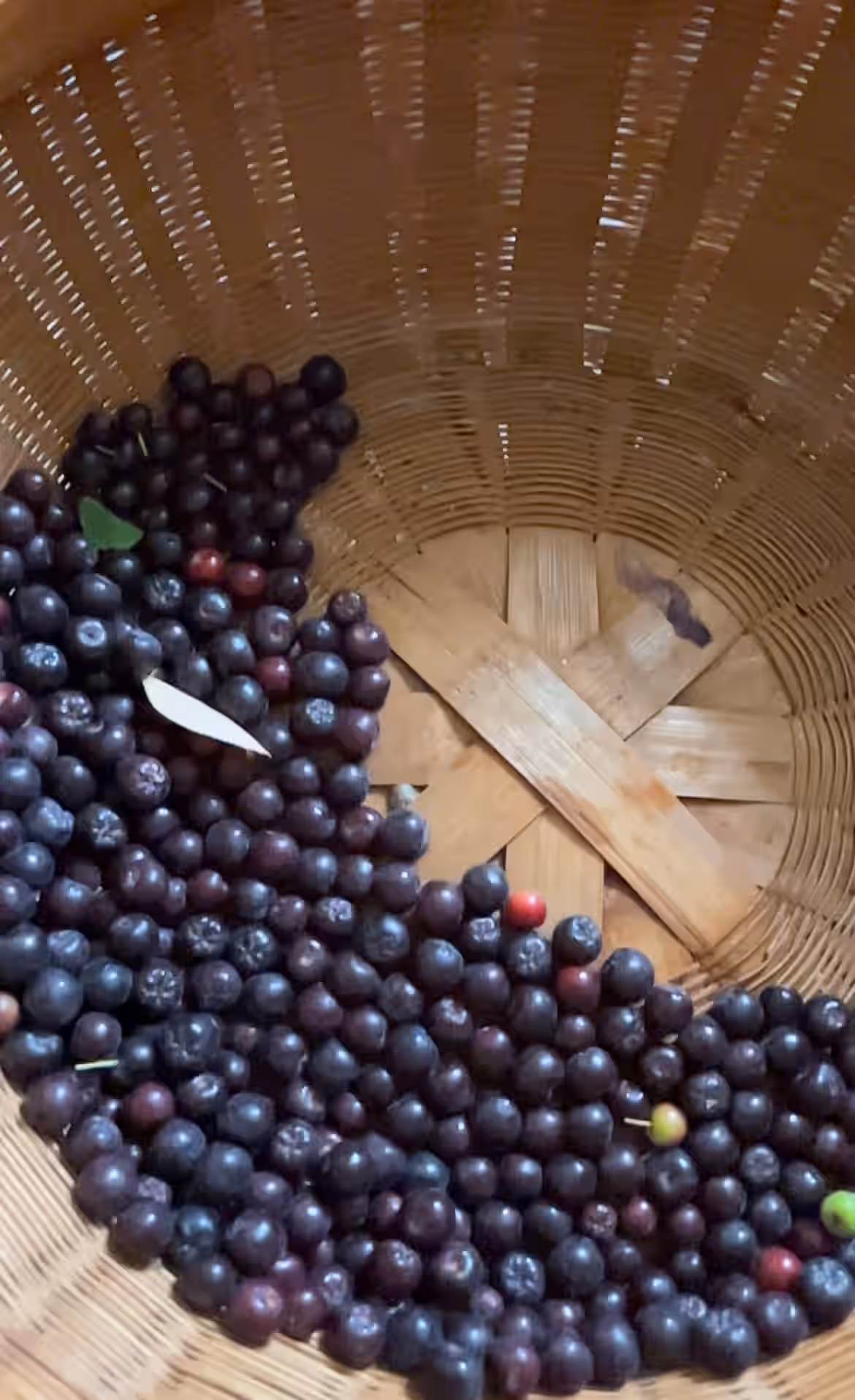 Aronia Berries (Black Chokeberry), Freshly Harvested - Ripe and Early