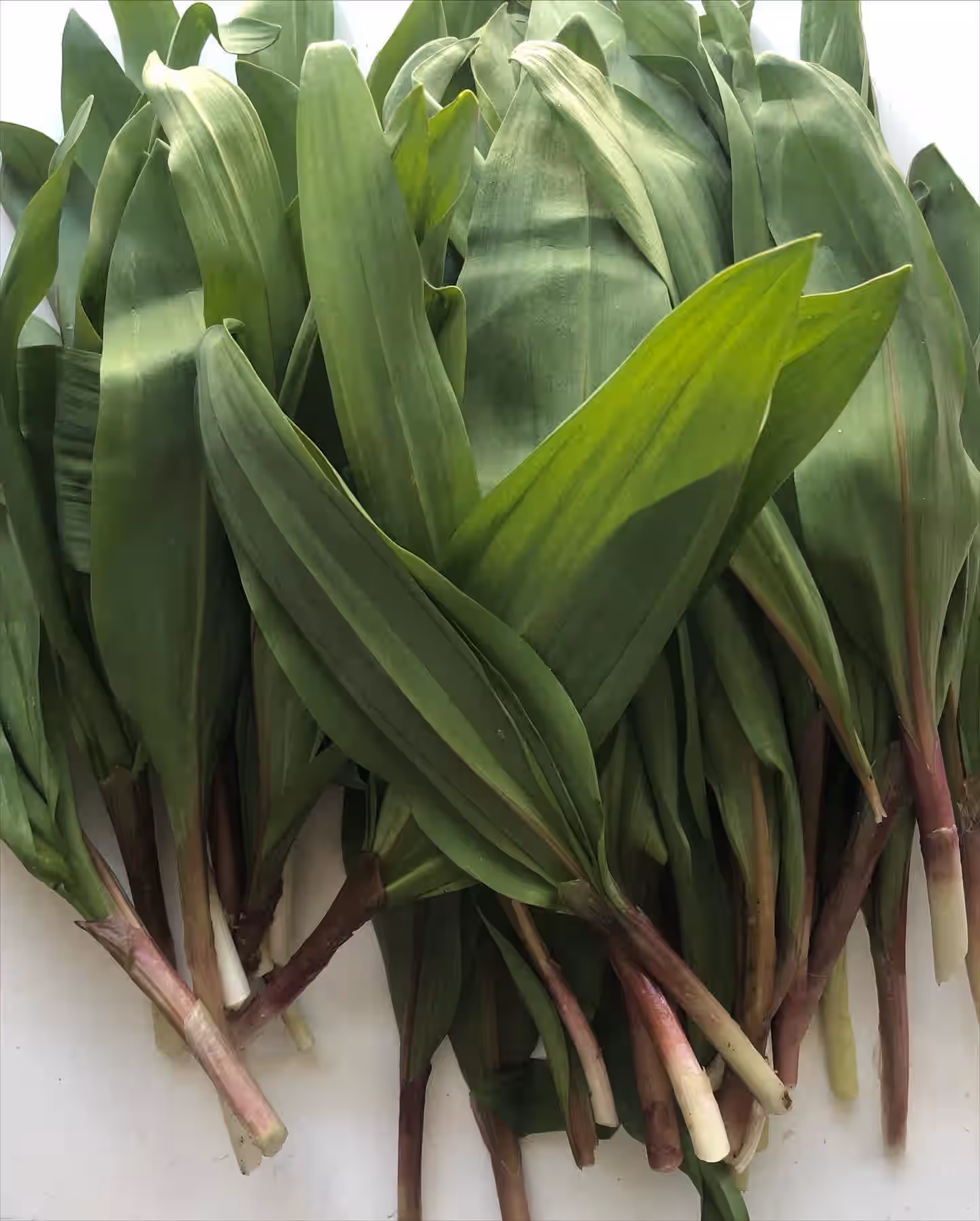 Ramp Salt (made from sustainably harvested ramps)