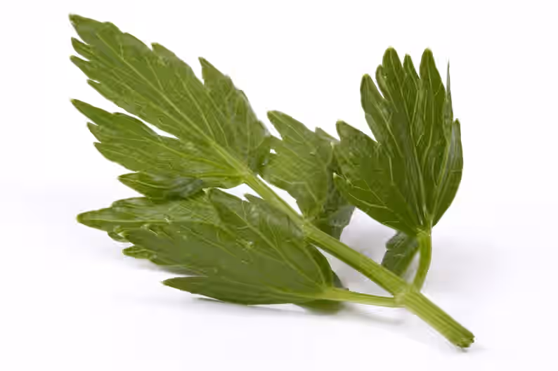 Lovage Culinary Herb Premium Seed Packet