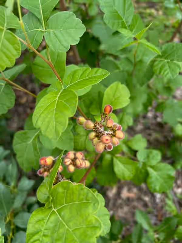 Fresh "Fragrant Sumac" - Whole Berries (Not dried) RARE. Organically grown. *See note at end of description