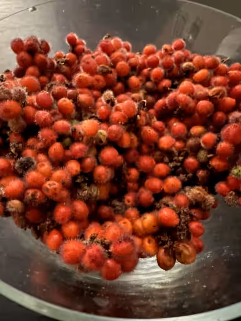 Fresh "Fragrant Sumac" - Whole Berries (Not dried) RARE. Organically grown. *See note at end of description