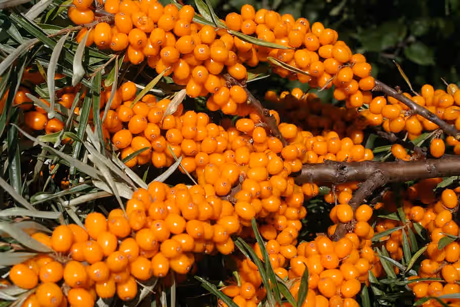 Fresh Frozen Wild Sea Buckthorn Berries
