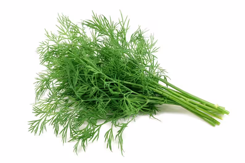 Teddybear Dill Dwarf Fernleaf Dillweed Pickling Pickles Premium Seed Packet