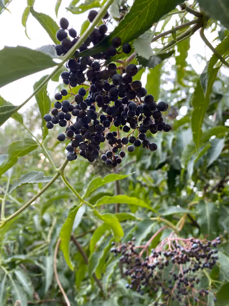 Catskill Forest Elderberries wild foraged Dried Sambucus canadensis Sambuca berries