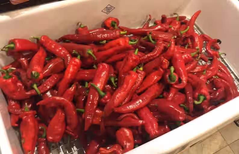 NuMex Las Cruces Cayenne Pepper Premium Seed Packet