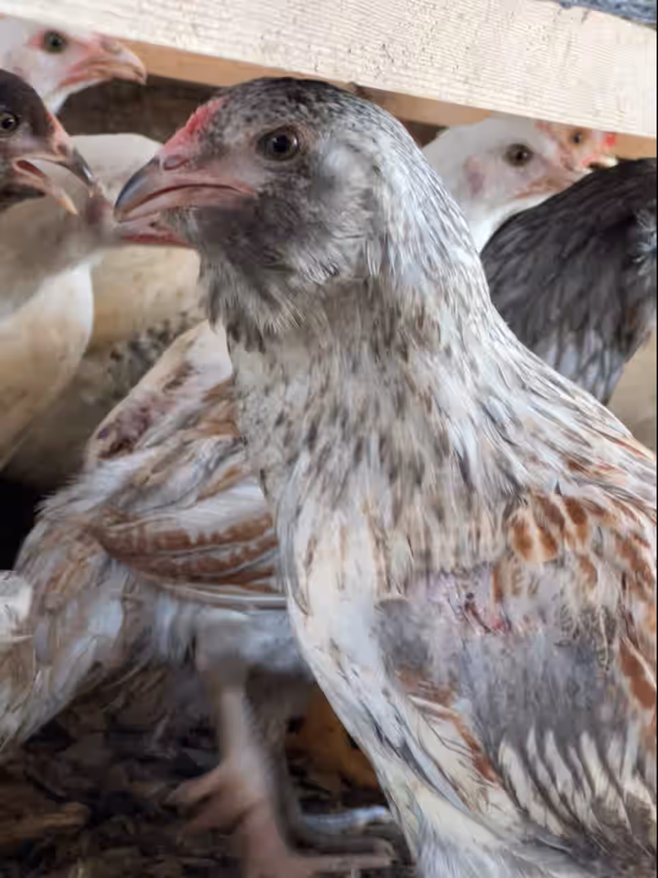 Heirloom hard chickens