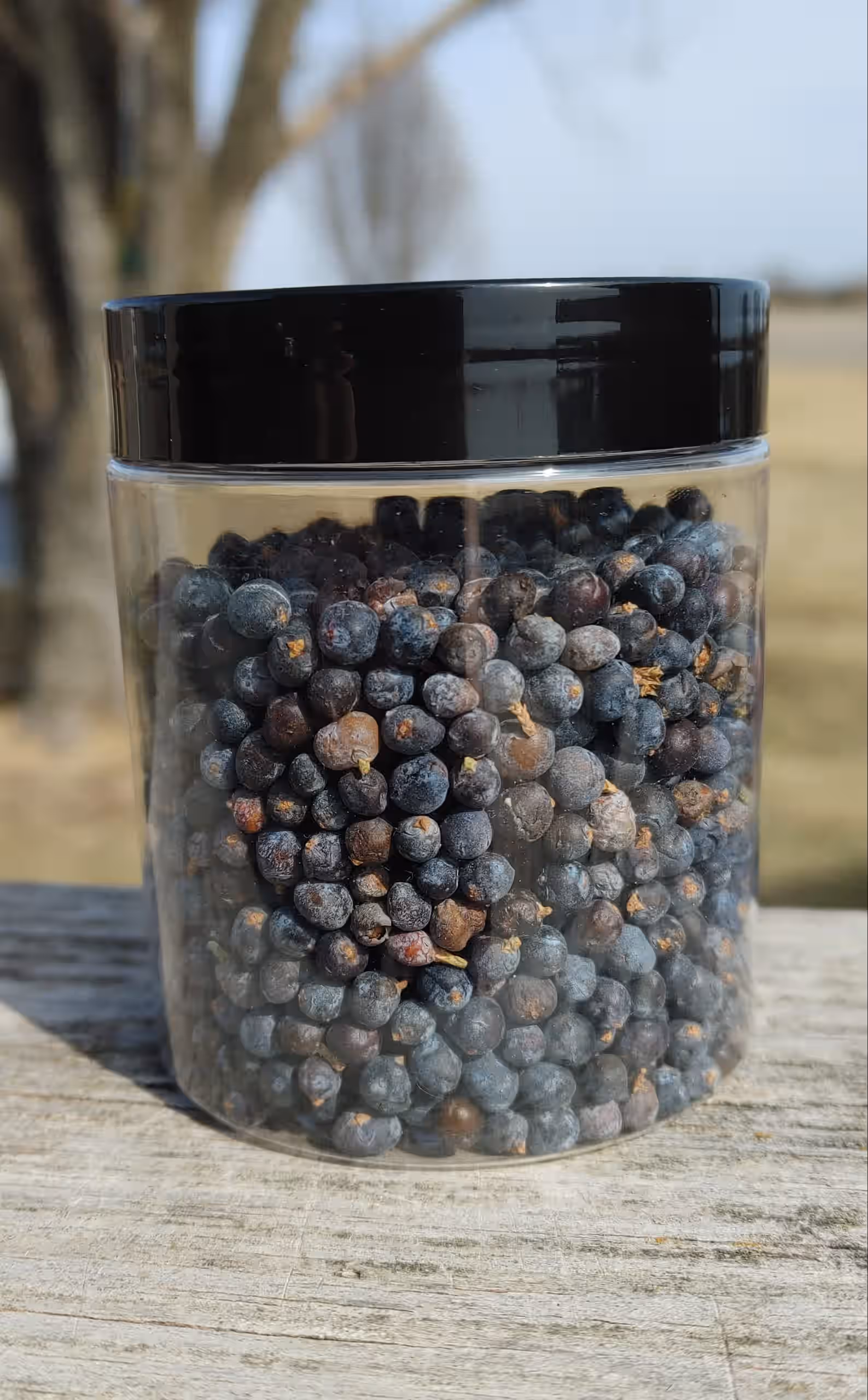 Juniper Berries (Dried 3oz)