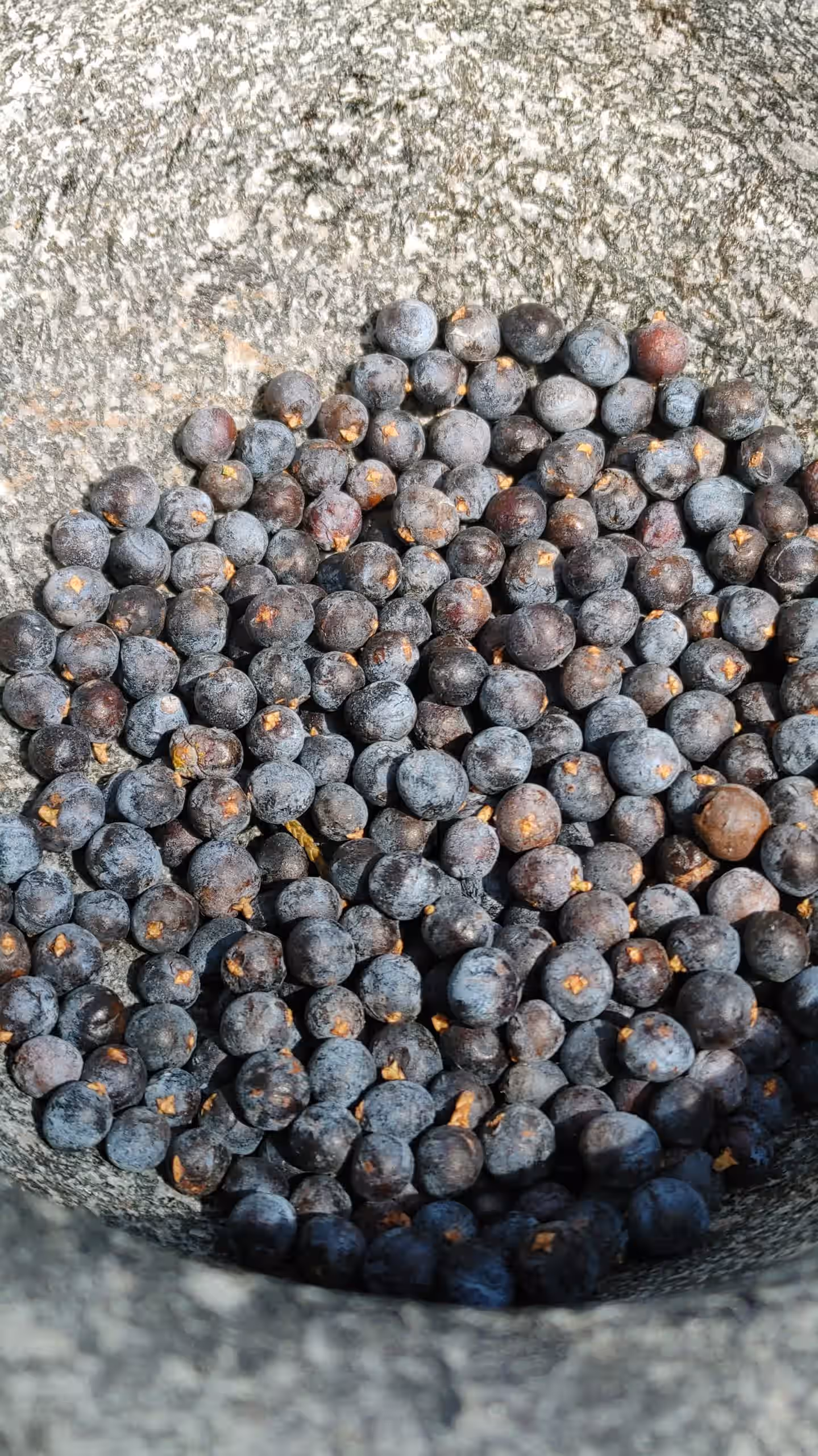 Juniper Berries (Dried 3oz) 4 Juniper Berries (Dried 3oz)