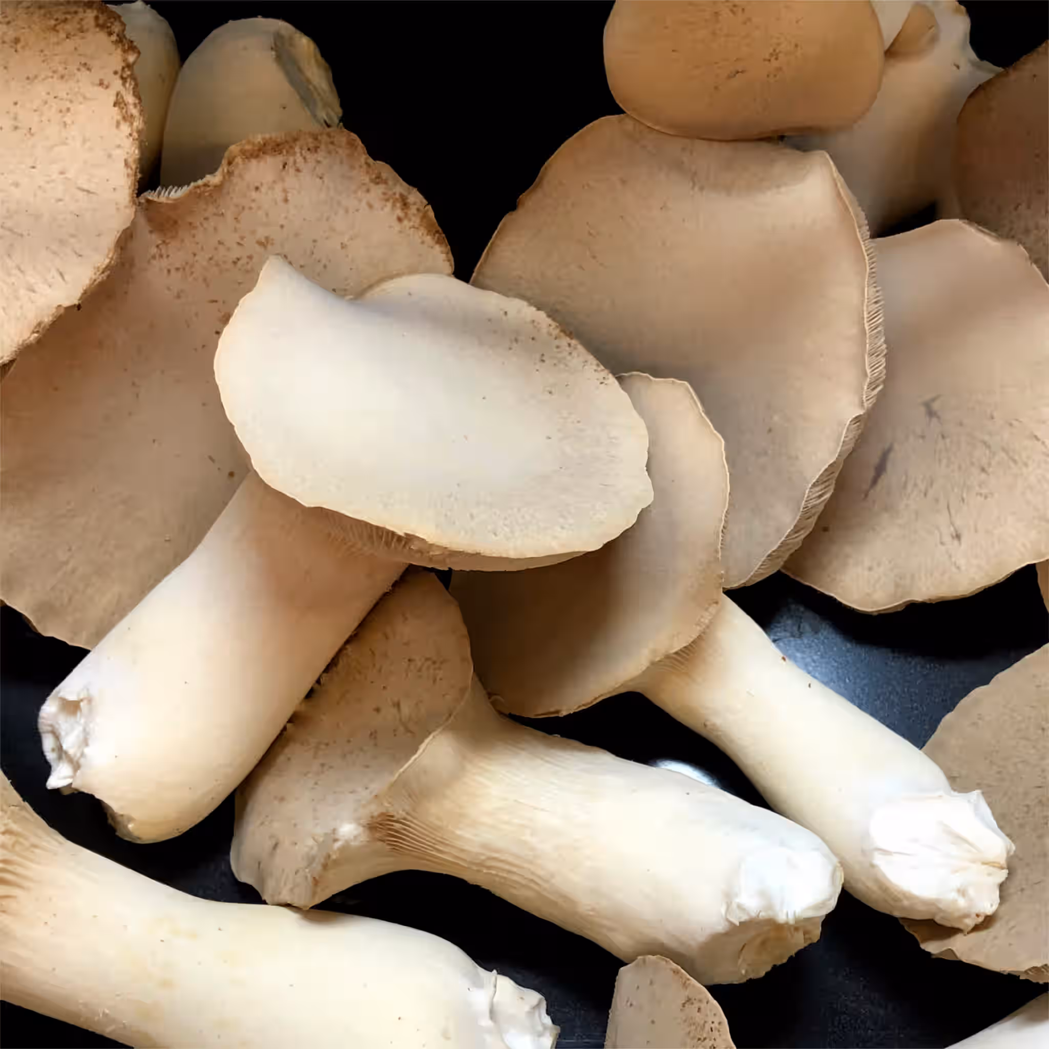 Dried King Trumpet Oyster Mushrooms - Pleurotus eryngii, Oregon Grown 3 Dried King Trumpet Oyster Mushrooms - Pleurotus eryngii, Oregon Grown