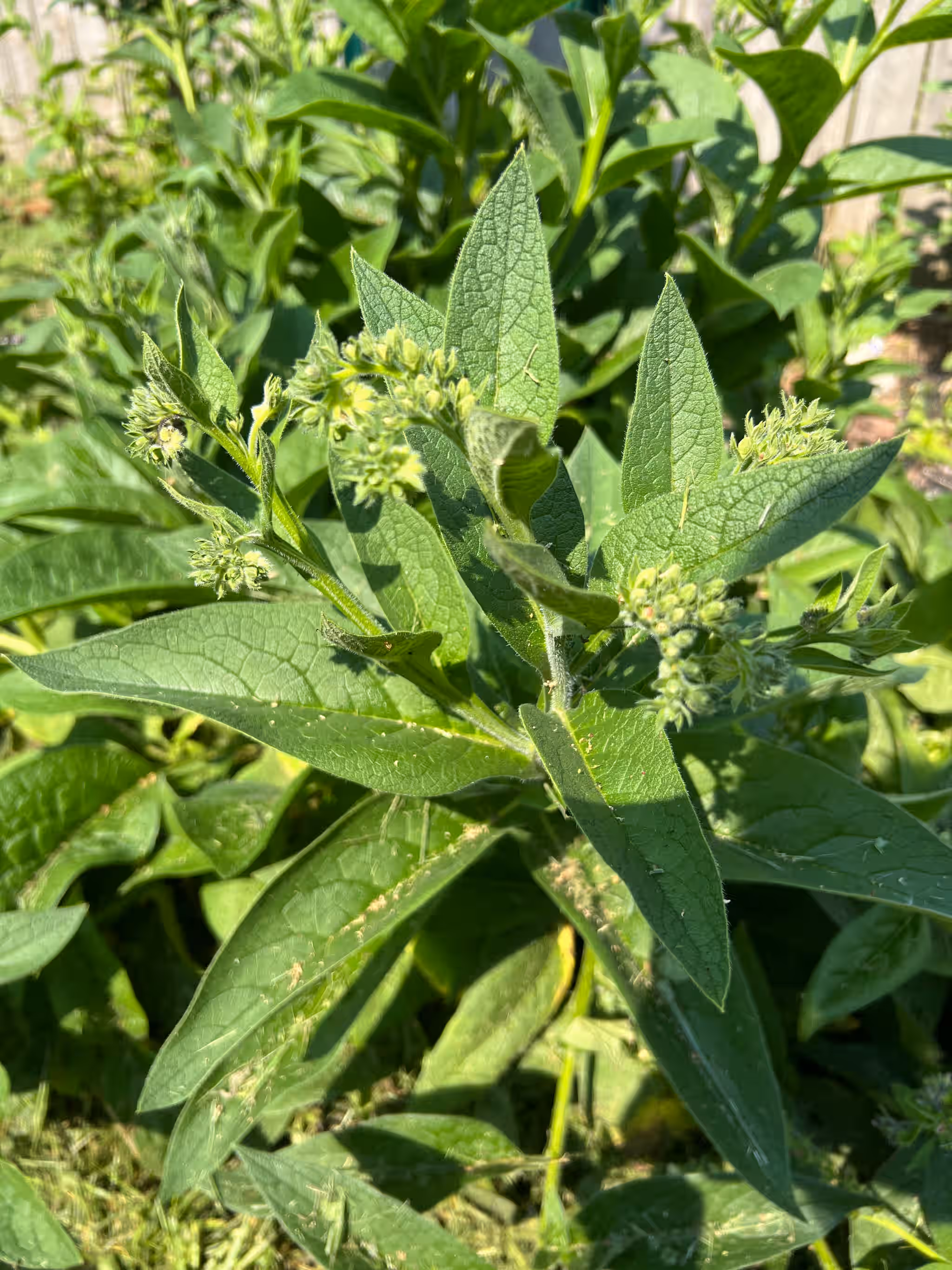Common Comfrey, Fresh.  Whole, leaves, flowers, on stalk