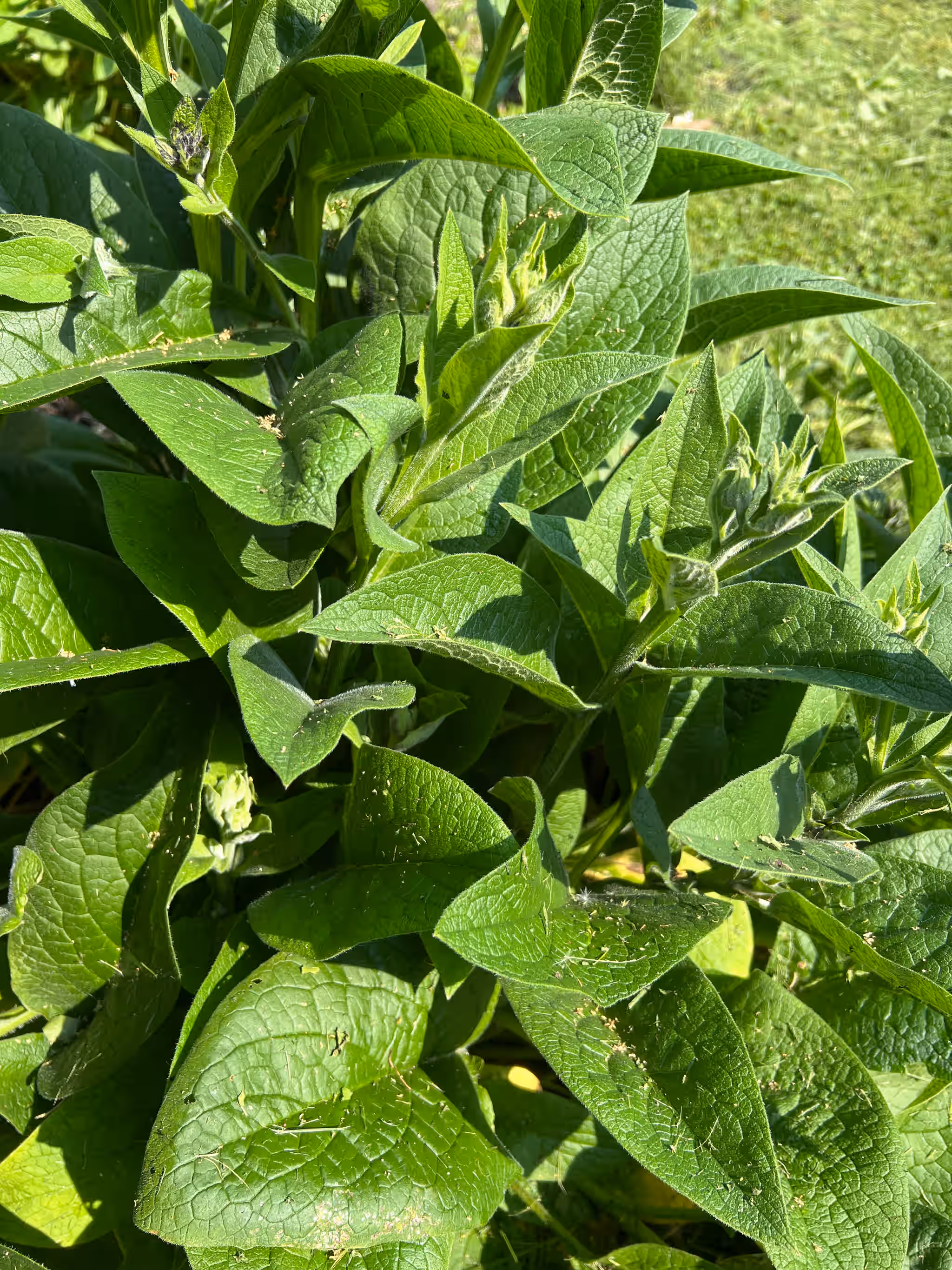 Common Comfrey, Fresh.  Whole, leaves, flowers, on stalk