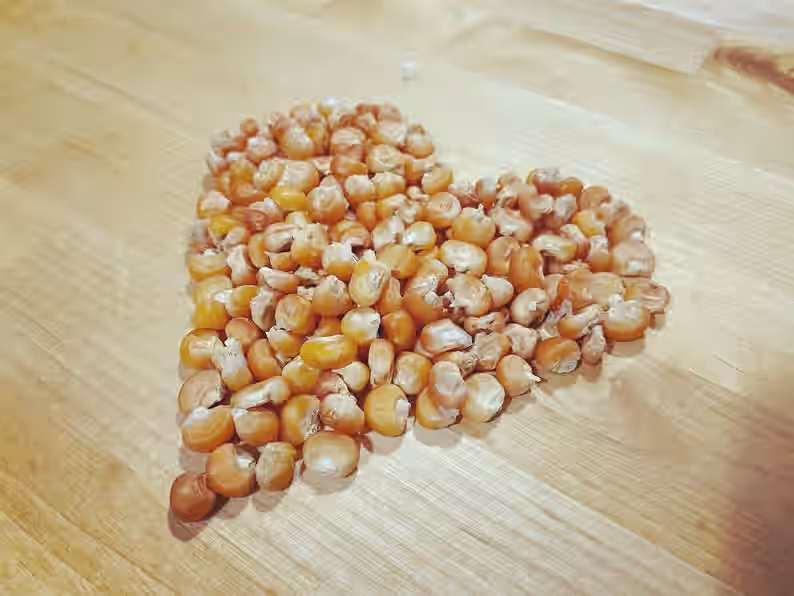 Otto File Orange Polenta Italian Heirloom Flint Corn Eight Row