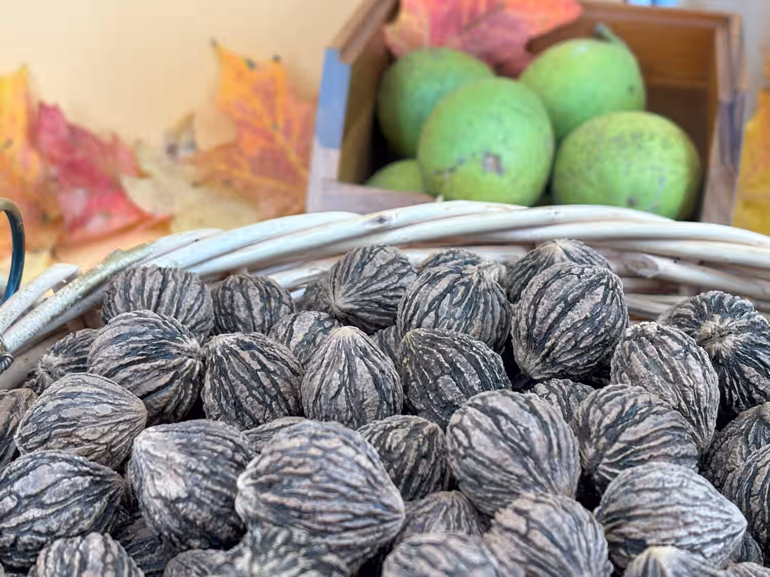 Wild Harvested Organic Black Walnuts In Shell: 10 Individual Nuts