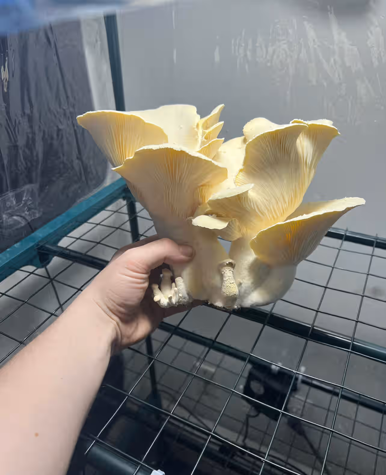 Dried Cultivated Veiled Oysters (Pleurotus dryinus)