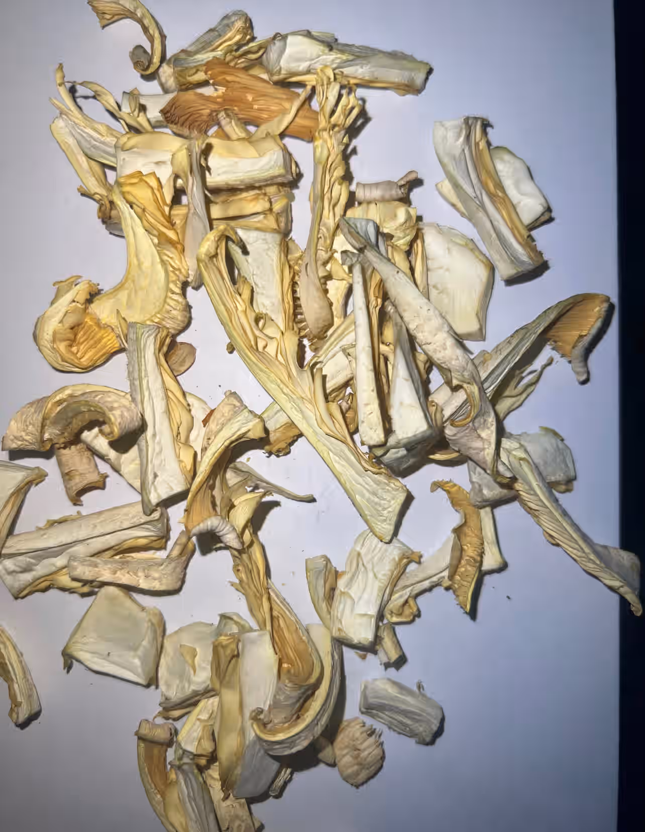 Dried Cultivated Veiled Oysters (Pleurotus dryinus)