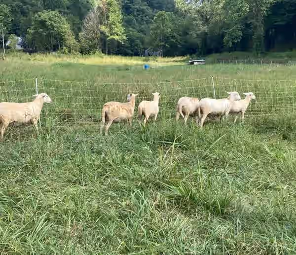 Grassfed Best tasting Whole Lamb - $400; 105-120 lbs live weight - TN only