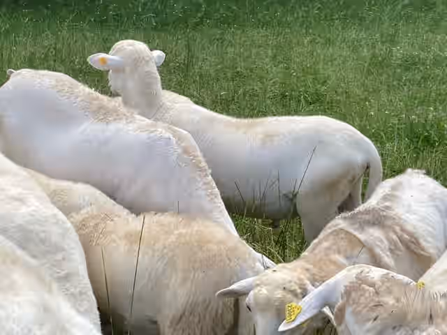 Grassfed Best tasting Whole Lamb - $400; 105-120 lbs live weight - TN only