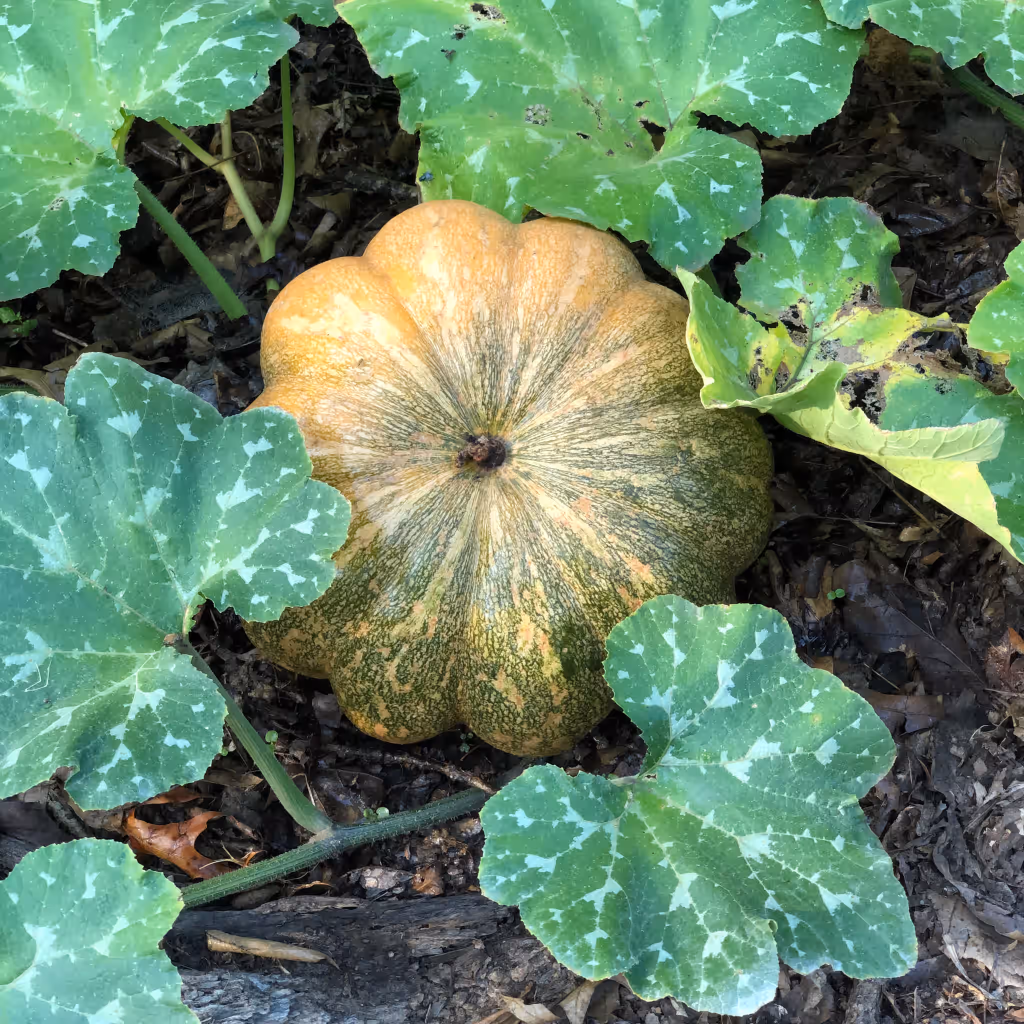 Pumpkin - Heirloom Musquée de Provence - Organically grown in Central MO
