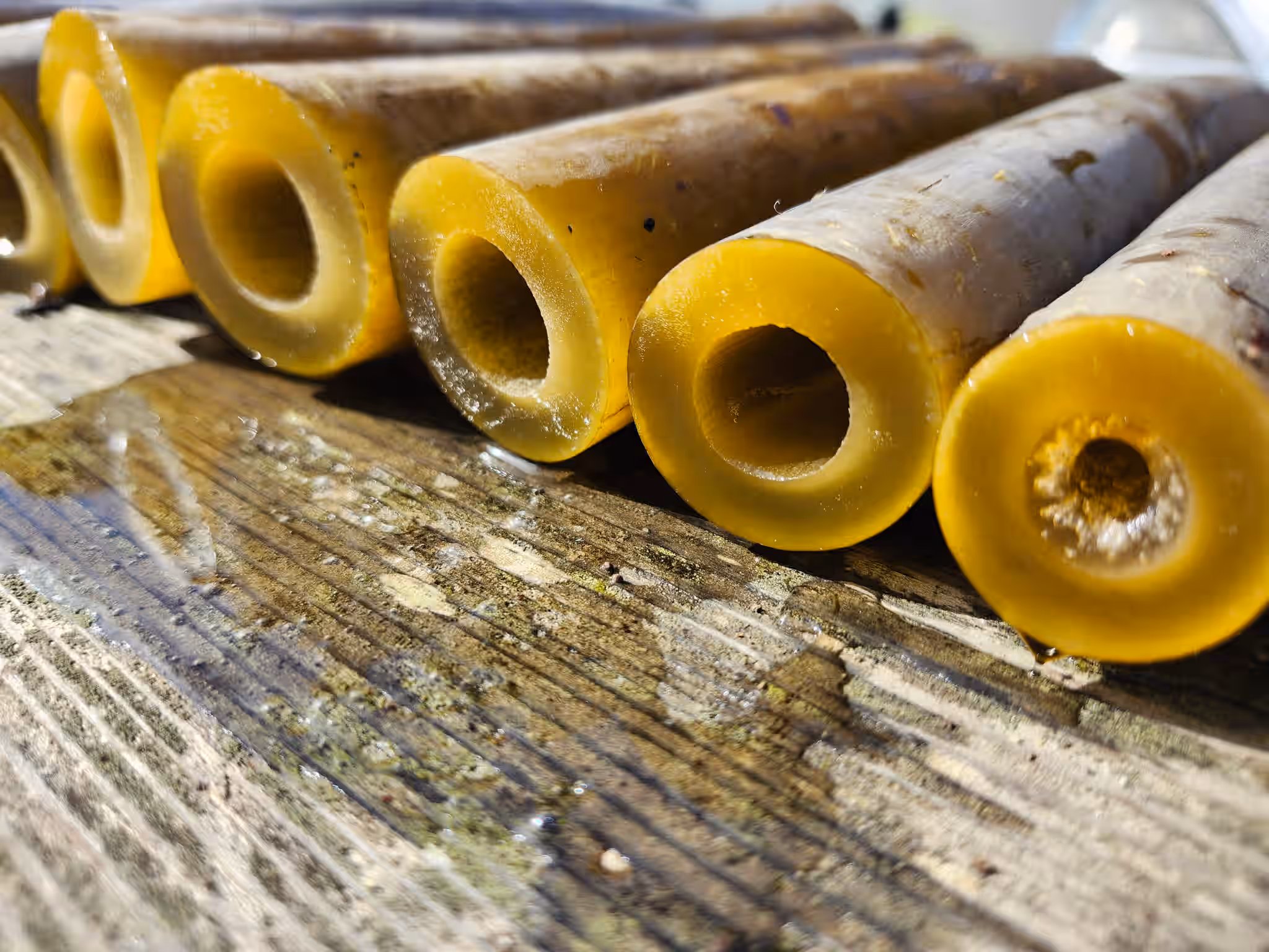 Bull Kelp Sections - 3 lbs (fresh)