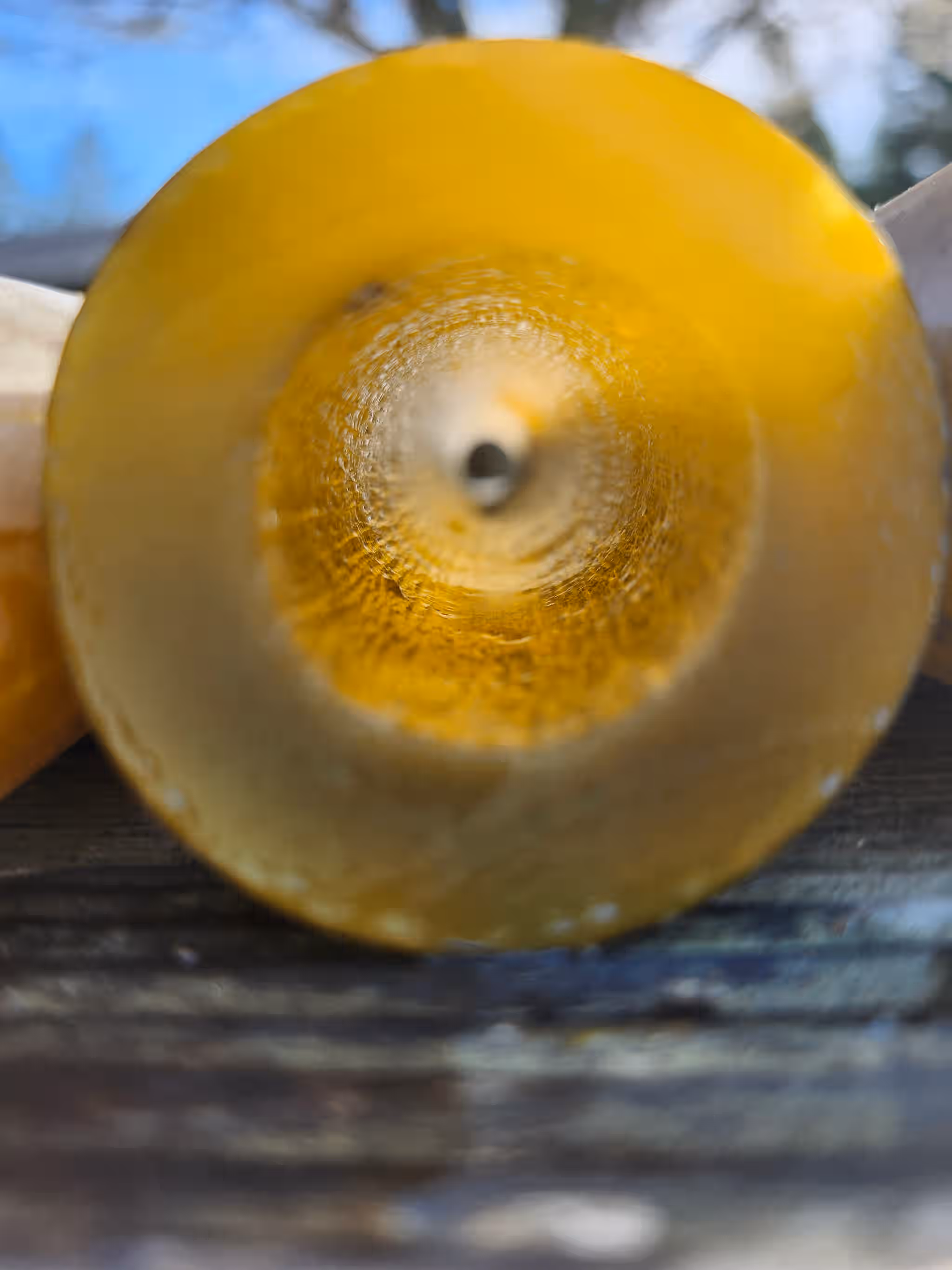 Bull Kelp Sections - 3 lbs (fresh)