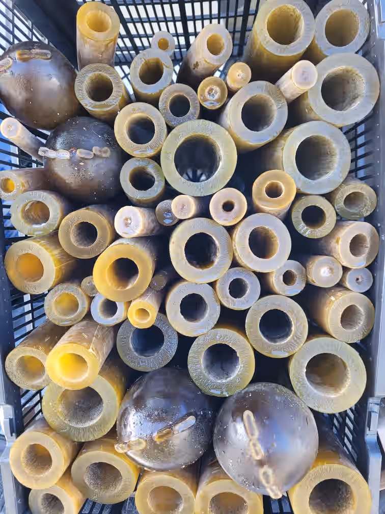 Bull Kelp Sections - 3 lbs (fresh)