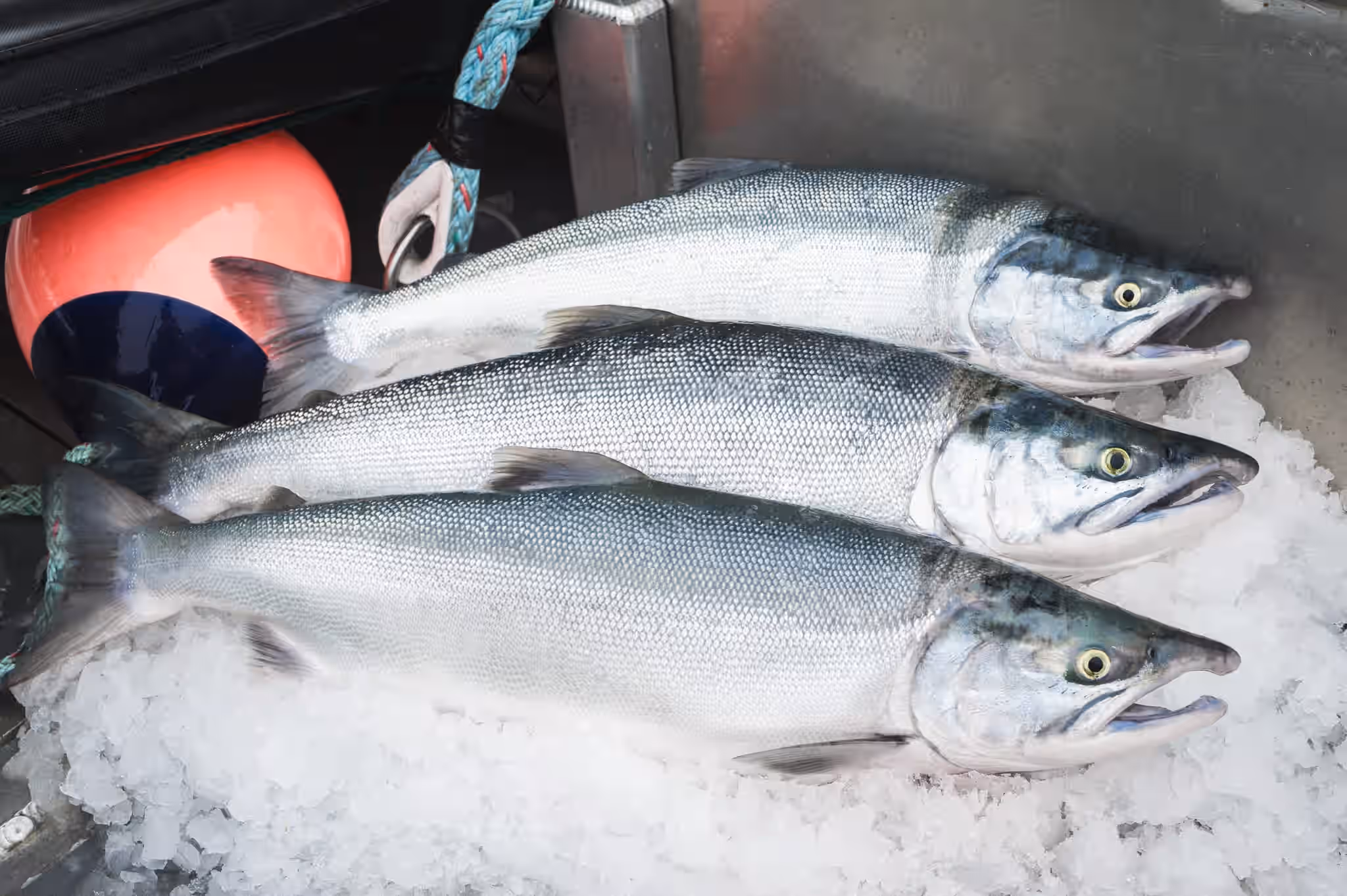 Hand-Cut Wild Sockeye Portions 4 Hand-Cut Wild Sockeye Portions