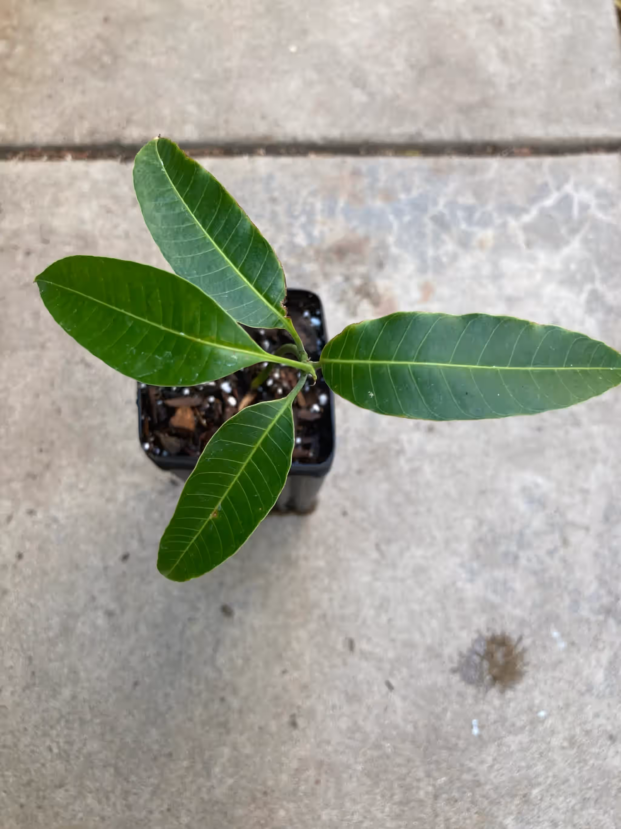 Ataulfo Mango Seedling Live Plant