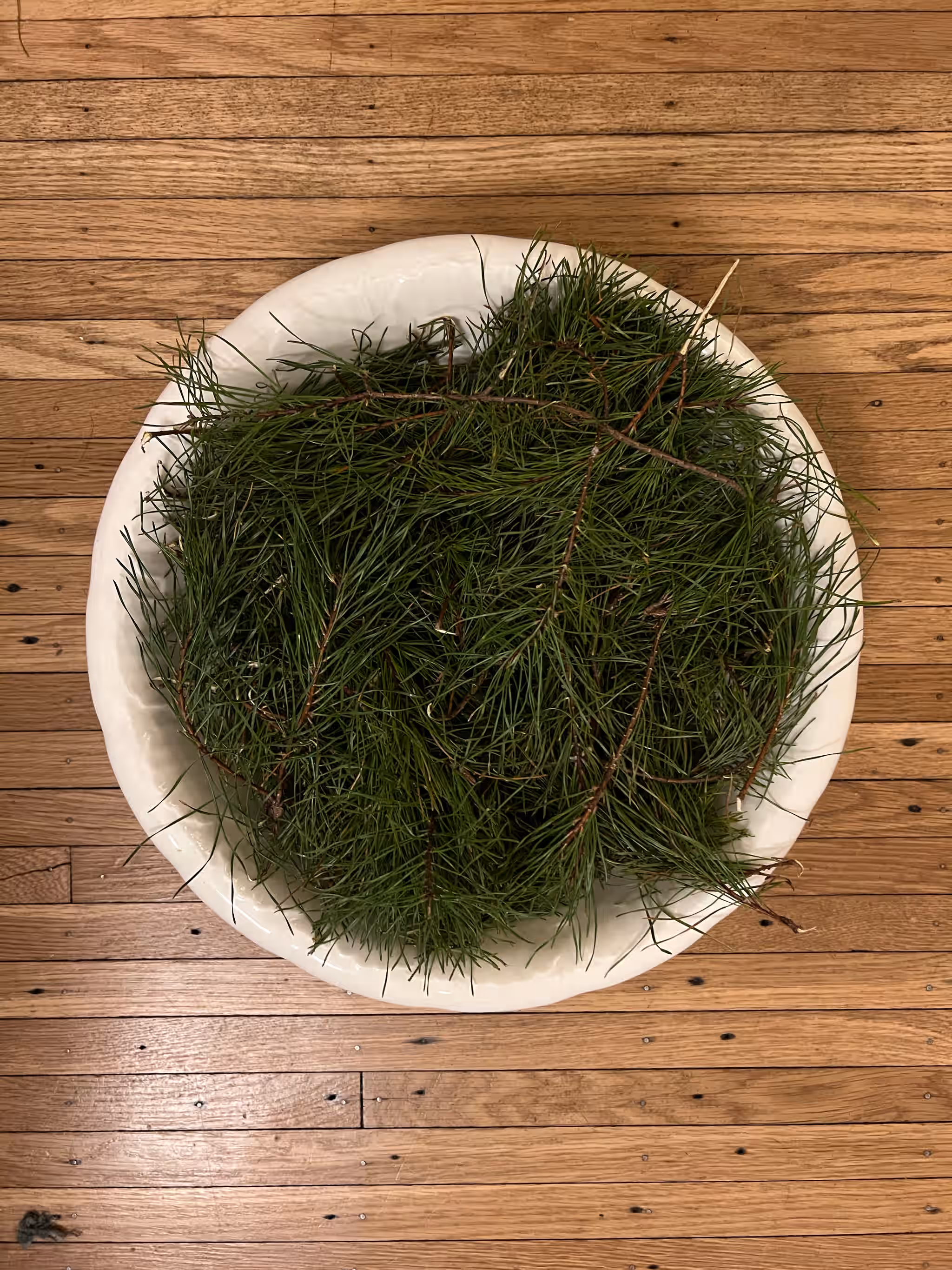Young Fresh Virginia Pine Needles, on stem (small branches)