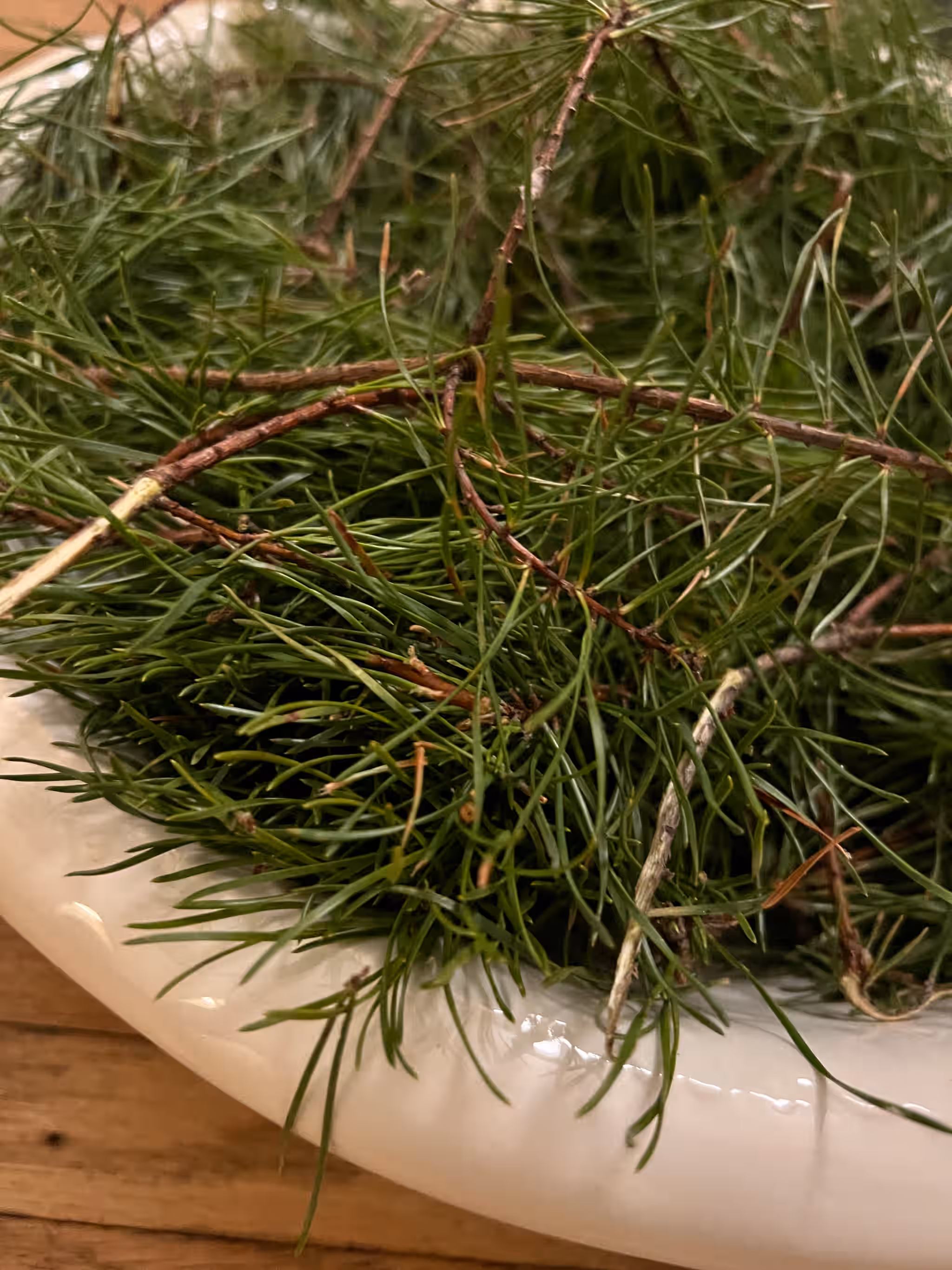 Young Fresh Virginia Pine Needles, on stem (small branches)