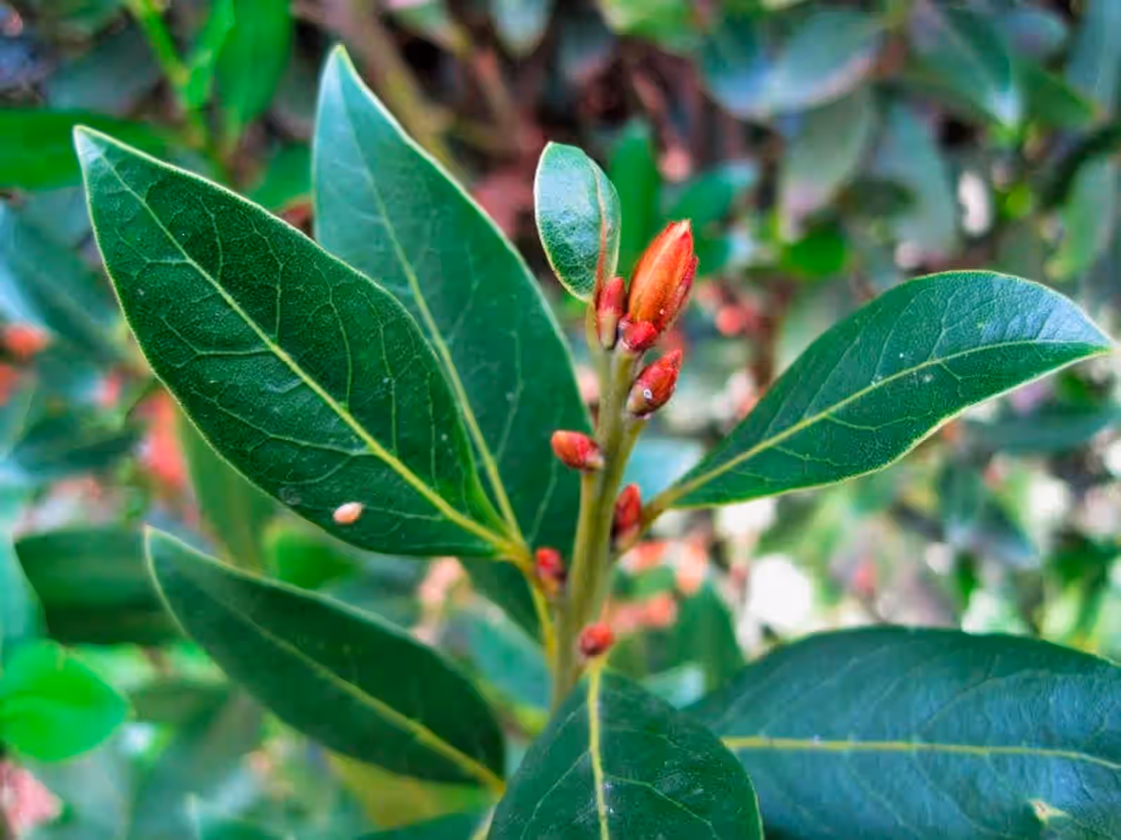 BAY LEAVES beyond Organic Whole leaf Dry flavorful seasoning to Savor Laurus Nobilus