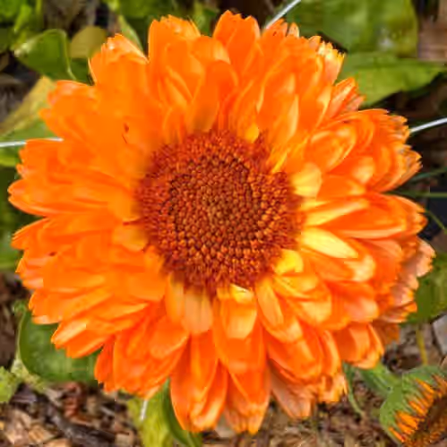 Calendula Officinalis (Pot Marigold) ‚Äî LIVE PLANT