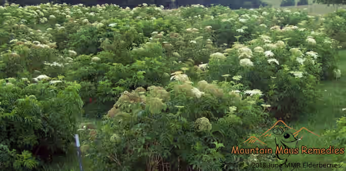 Elderberries