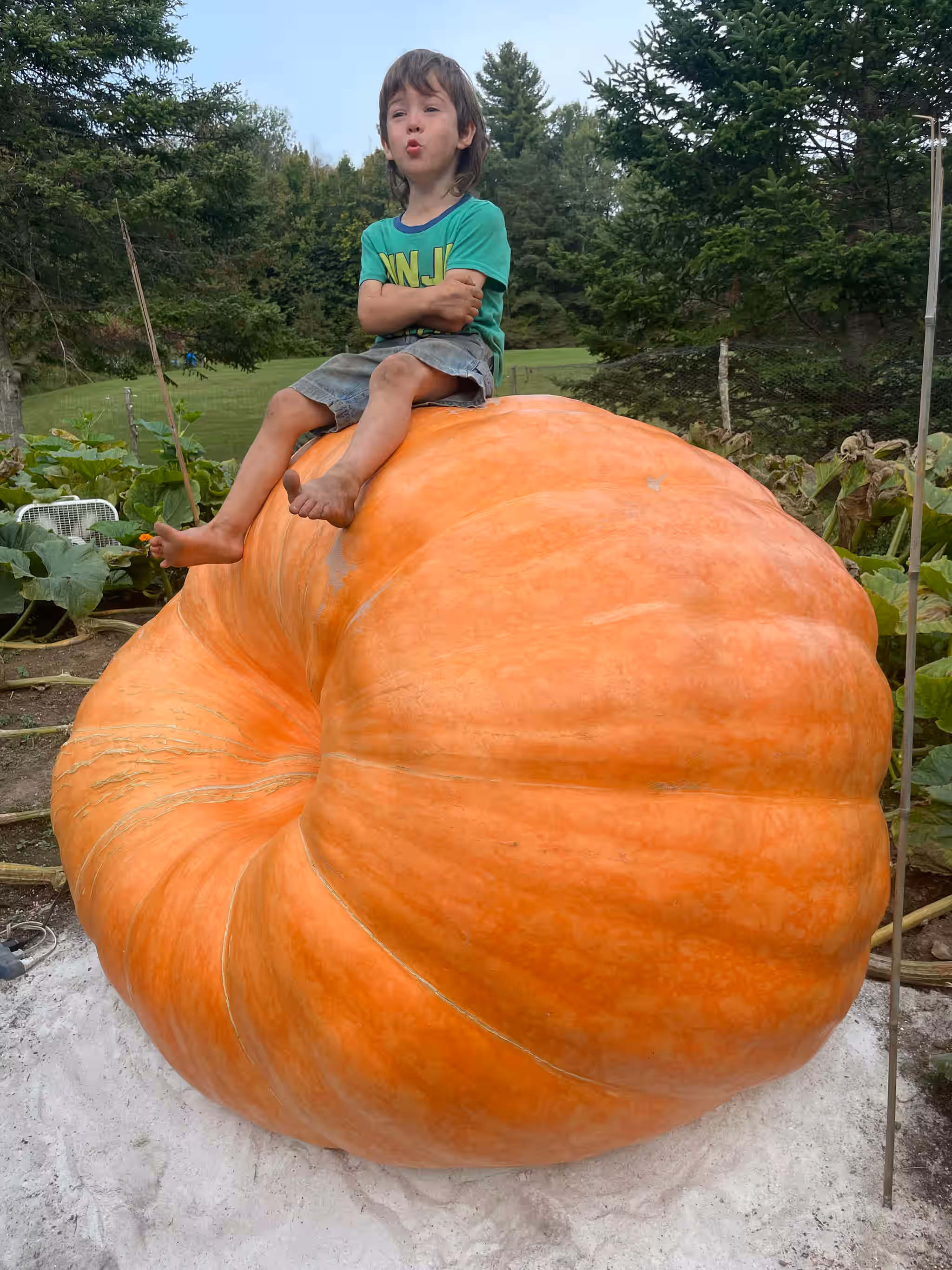 Vermont Giant Atlantic Pumpkin Seeds